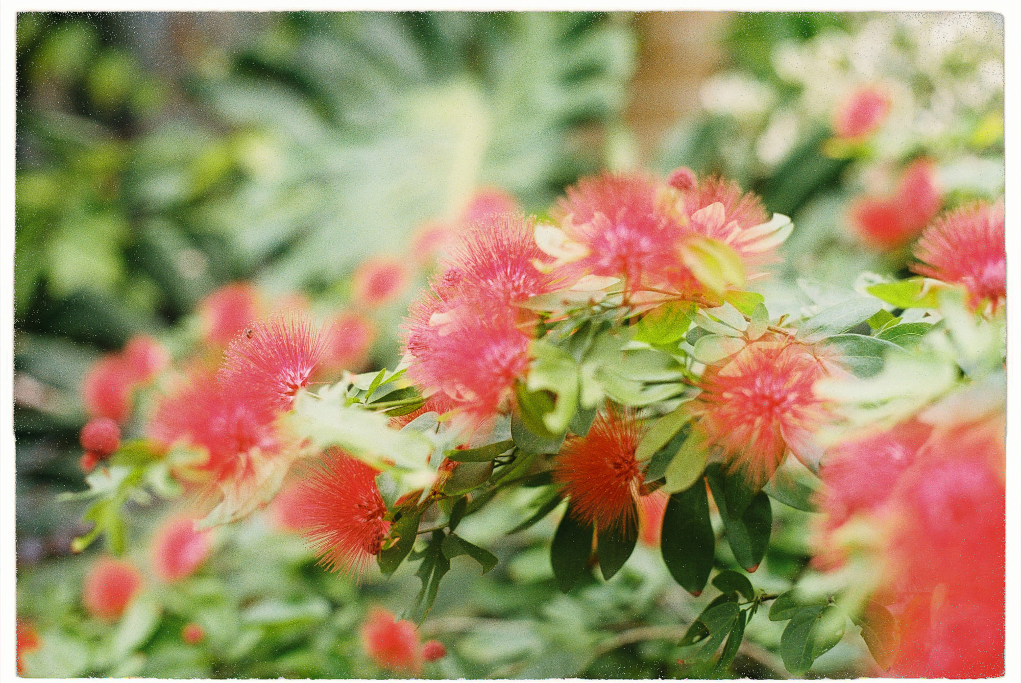 Tứ vô lượng tâm (Brahmavihāra – 四無量心) là gì?