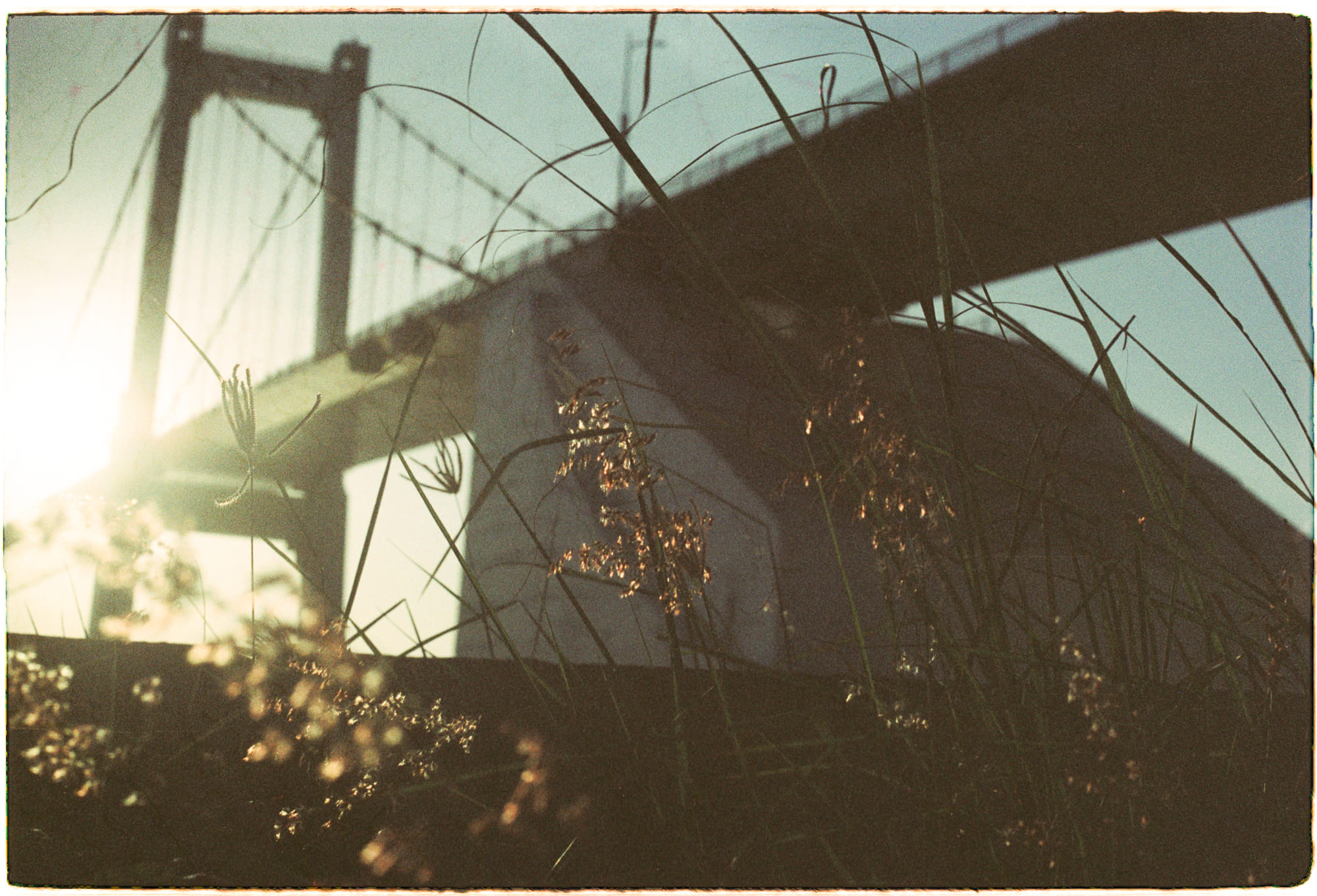 Vì sao gấu trúc có màu lông đen và trắng?