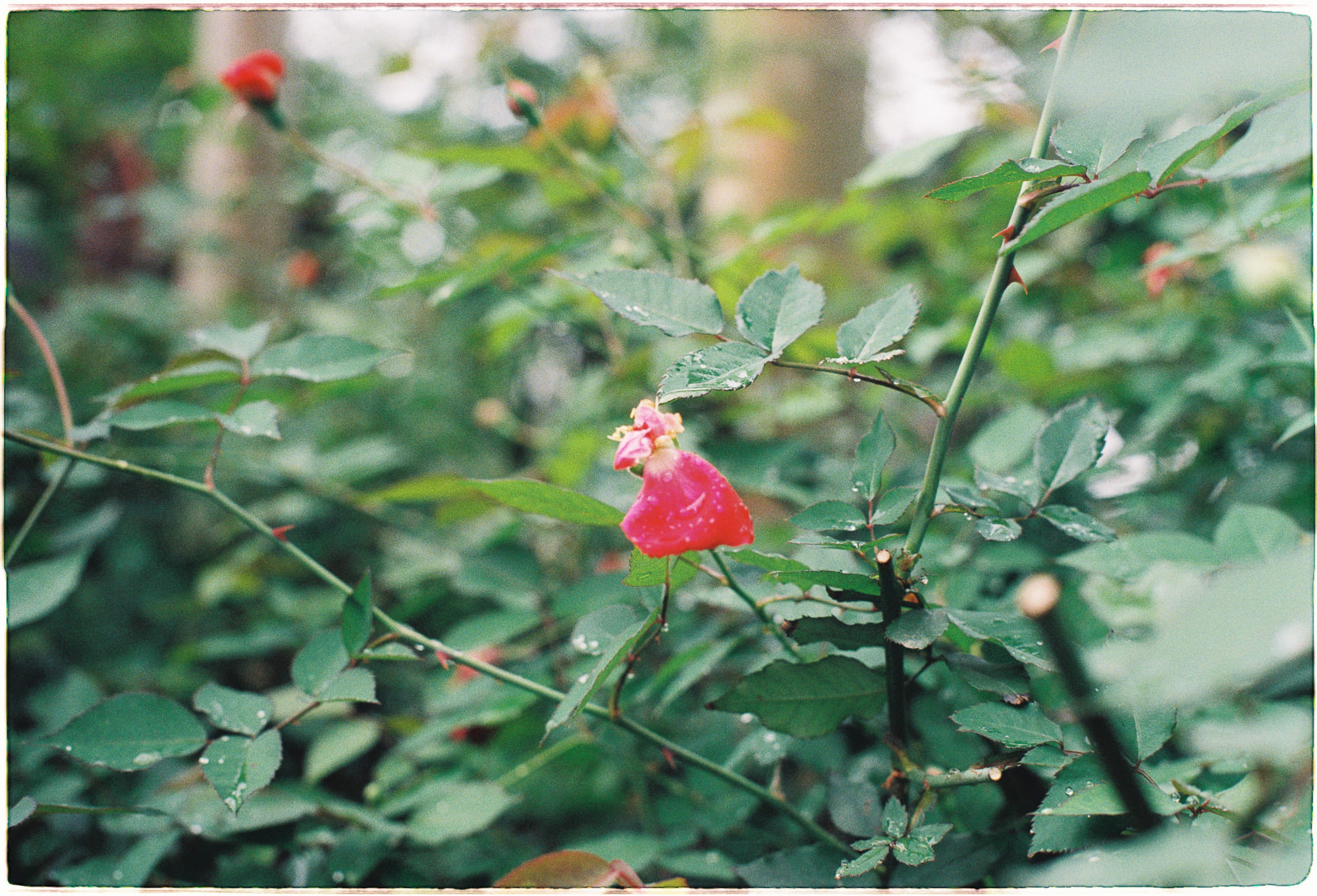 Vì sao tiến hóa không làm sinh con dễ hơn