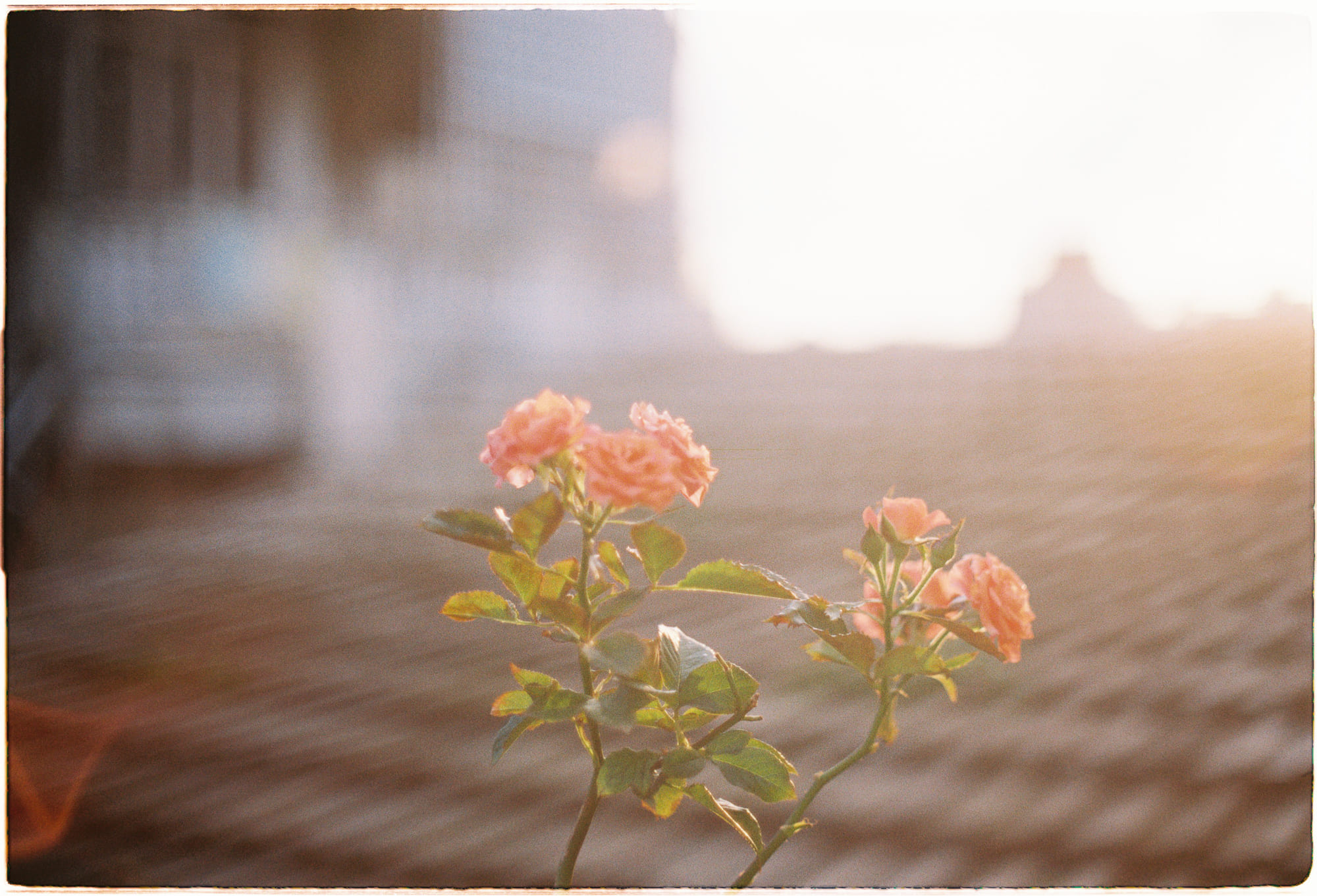 Câu chuyện đằng sau Assassins Creed đời thực