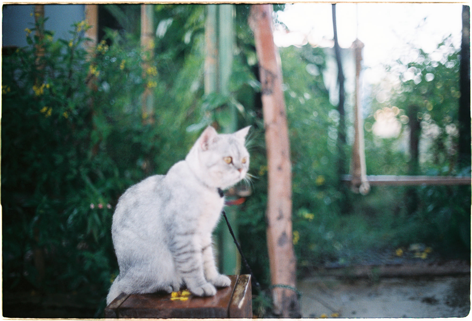 Giáng sinh được thương mại hóa để kiếm tiền