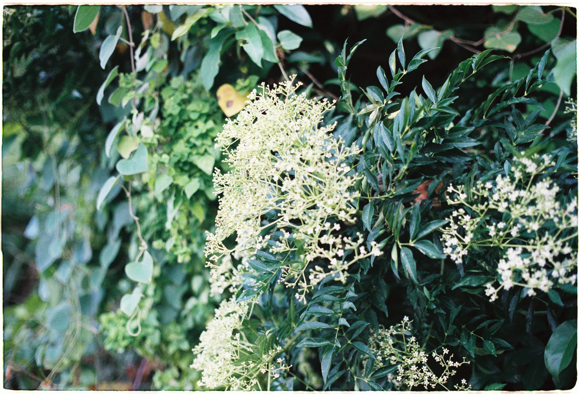 Diễn từ Nobel Văn học 2025 – Phẩm giá loài người, László Krasznahorkai