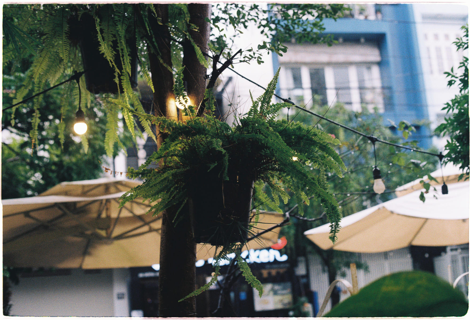 Người Maya suy tàn vì khao khát thủy ngân