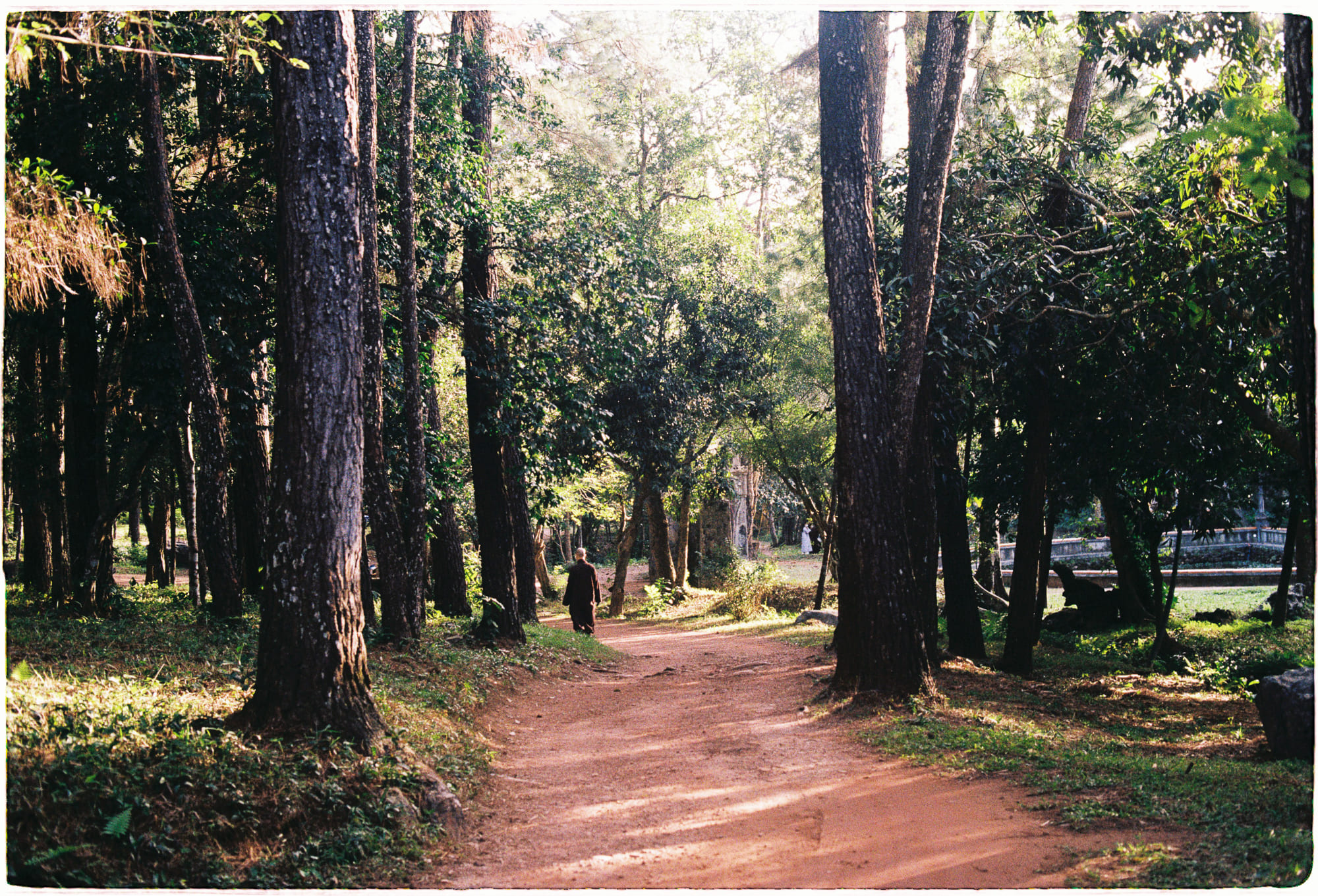 Đưa cây về phía Bắc để cứu rừng