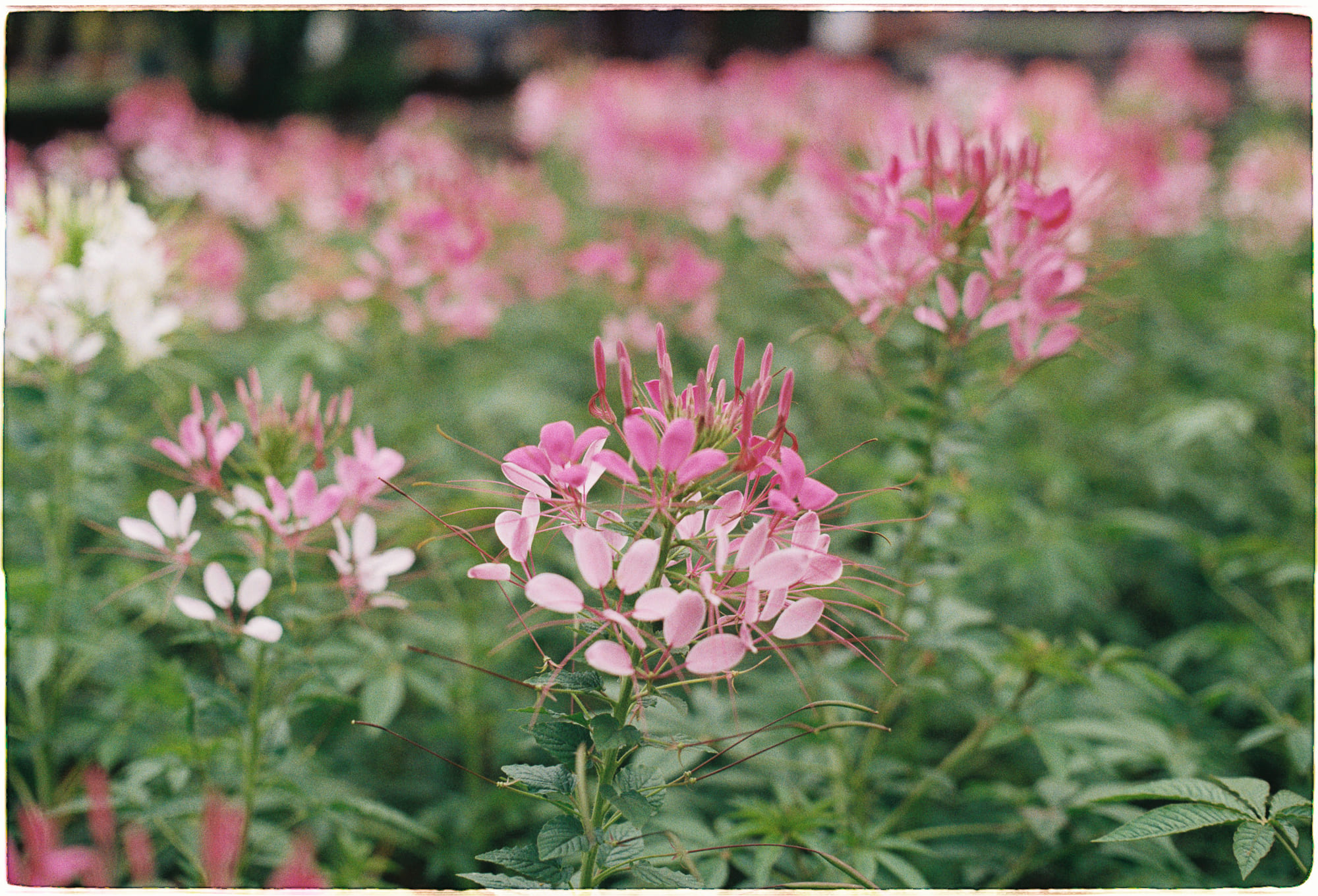 Chủ nghĩa hư vô (nihilism) là gì?