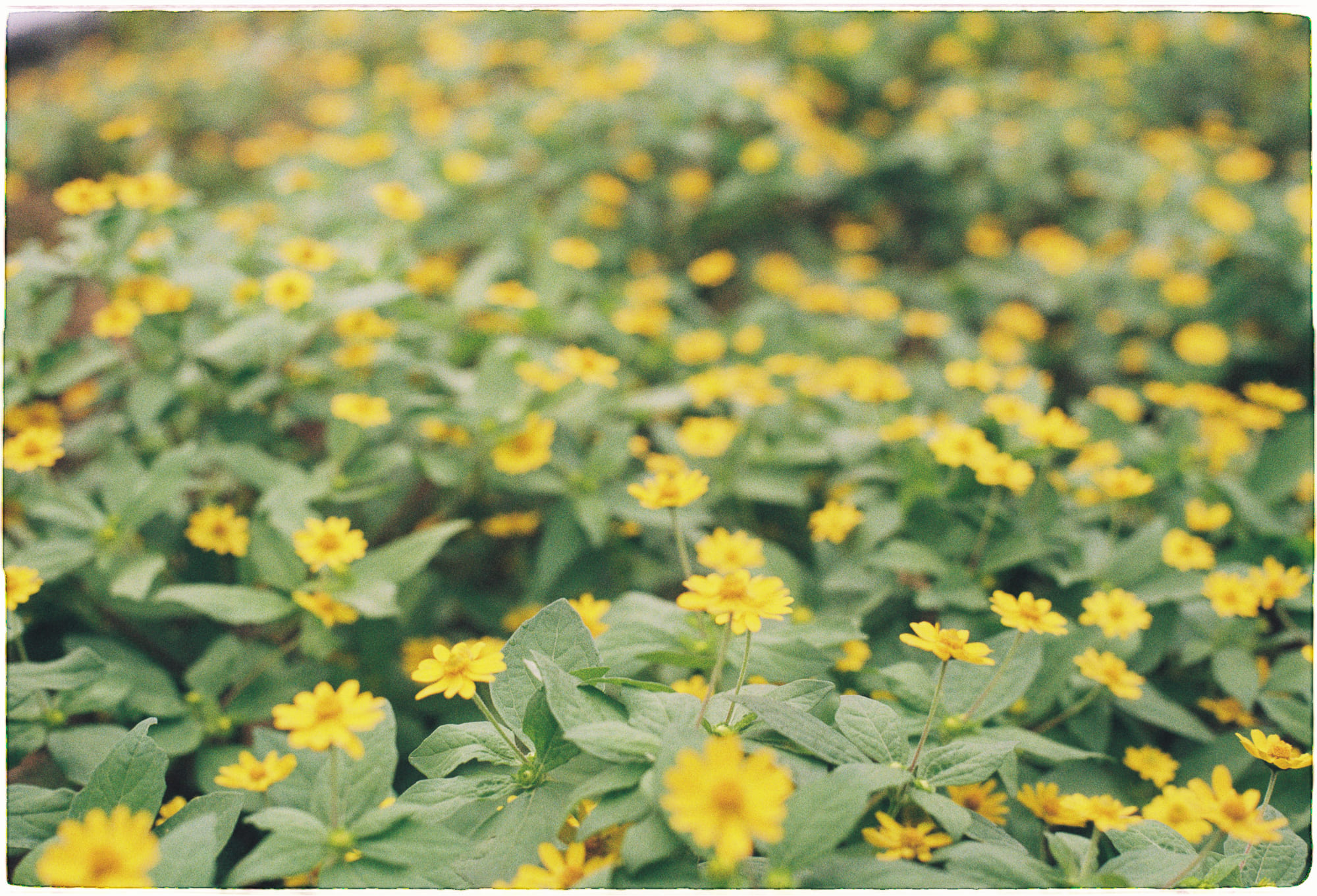 Người theo tôn giáo thích chó hơn mèo?