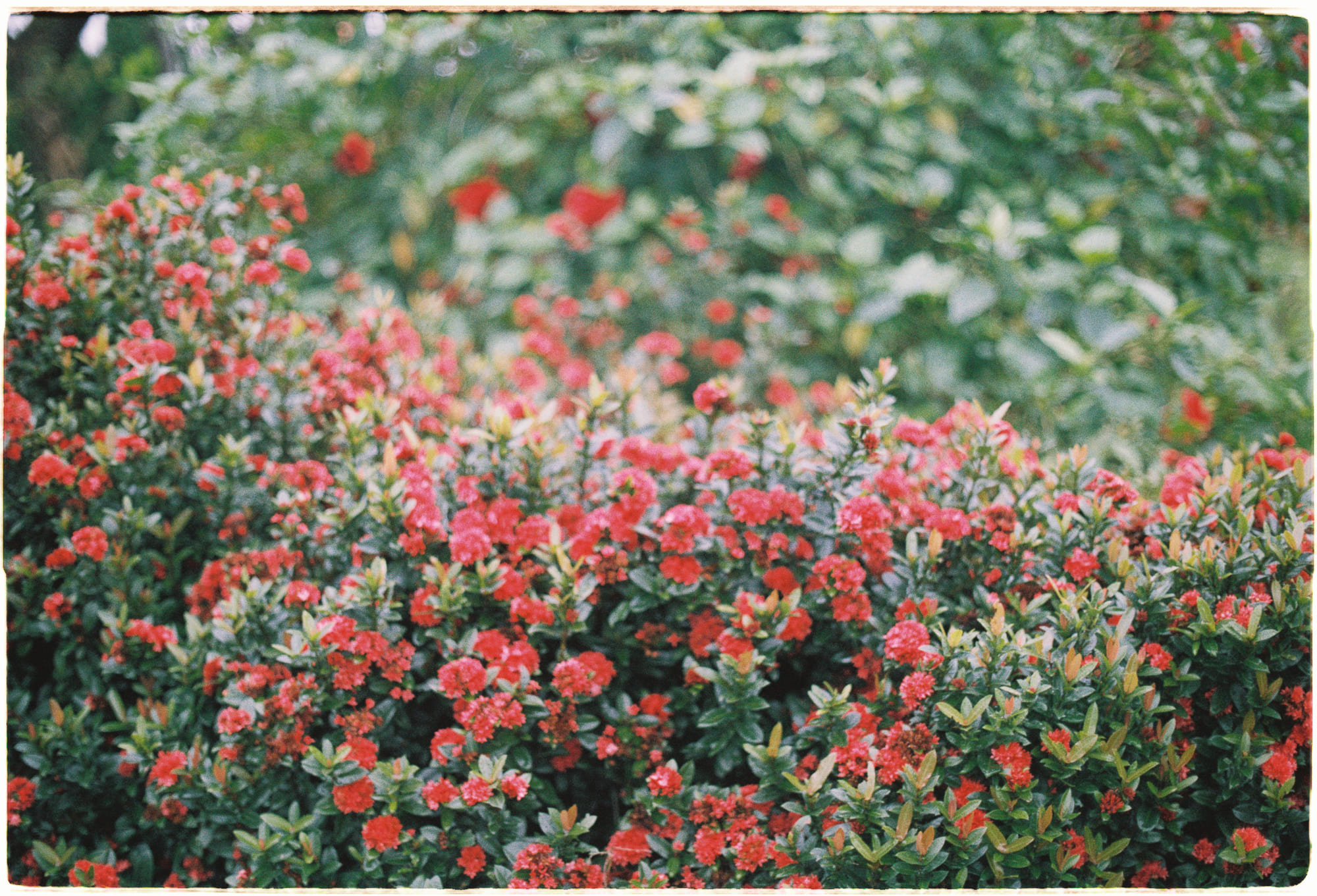 Tại sao người nhập cư tham gia quân đội Hoa Kỳ?