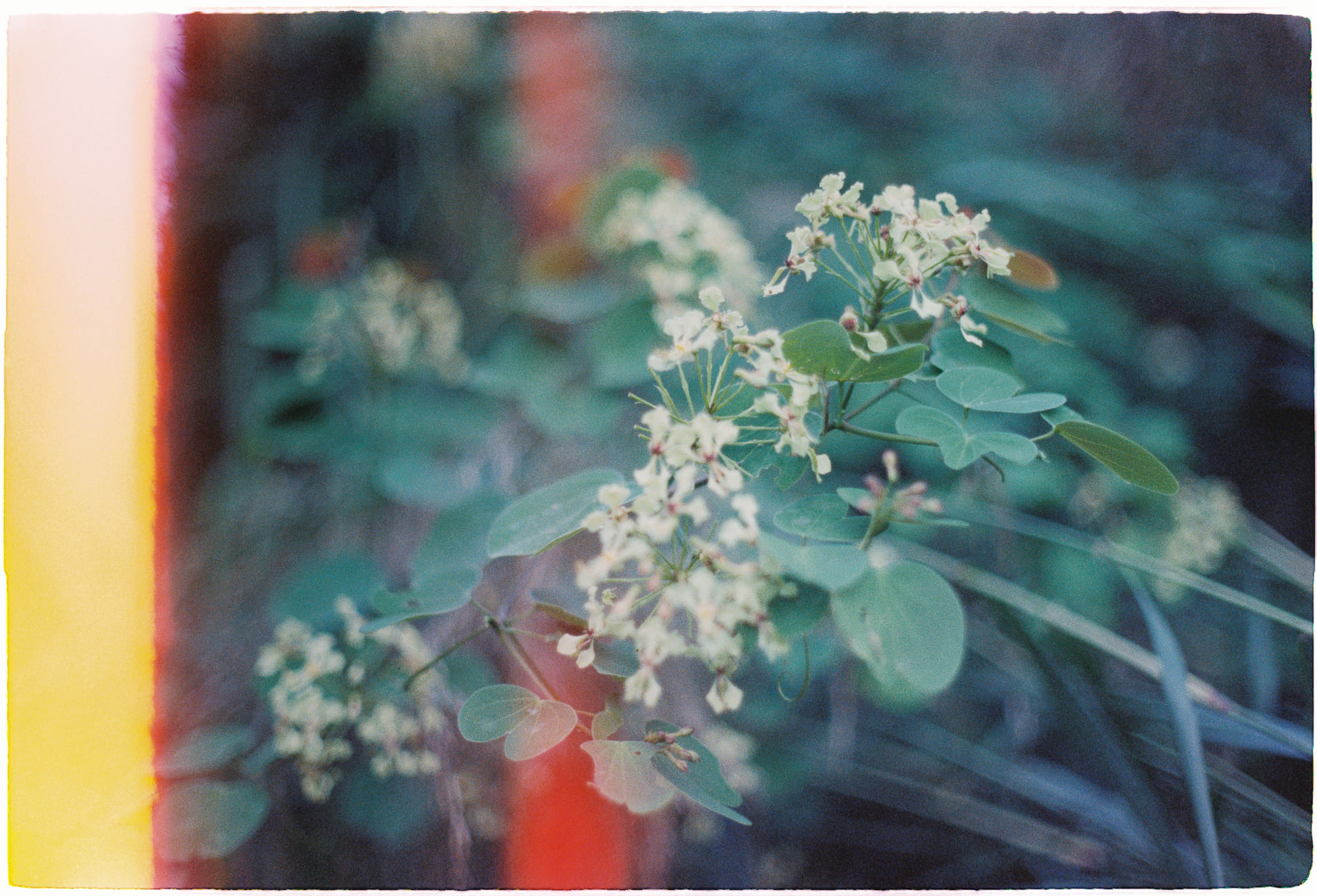 Tại sao một số triết gia nghĩ rằng bạn nên ăn chay?