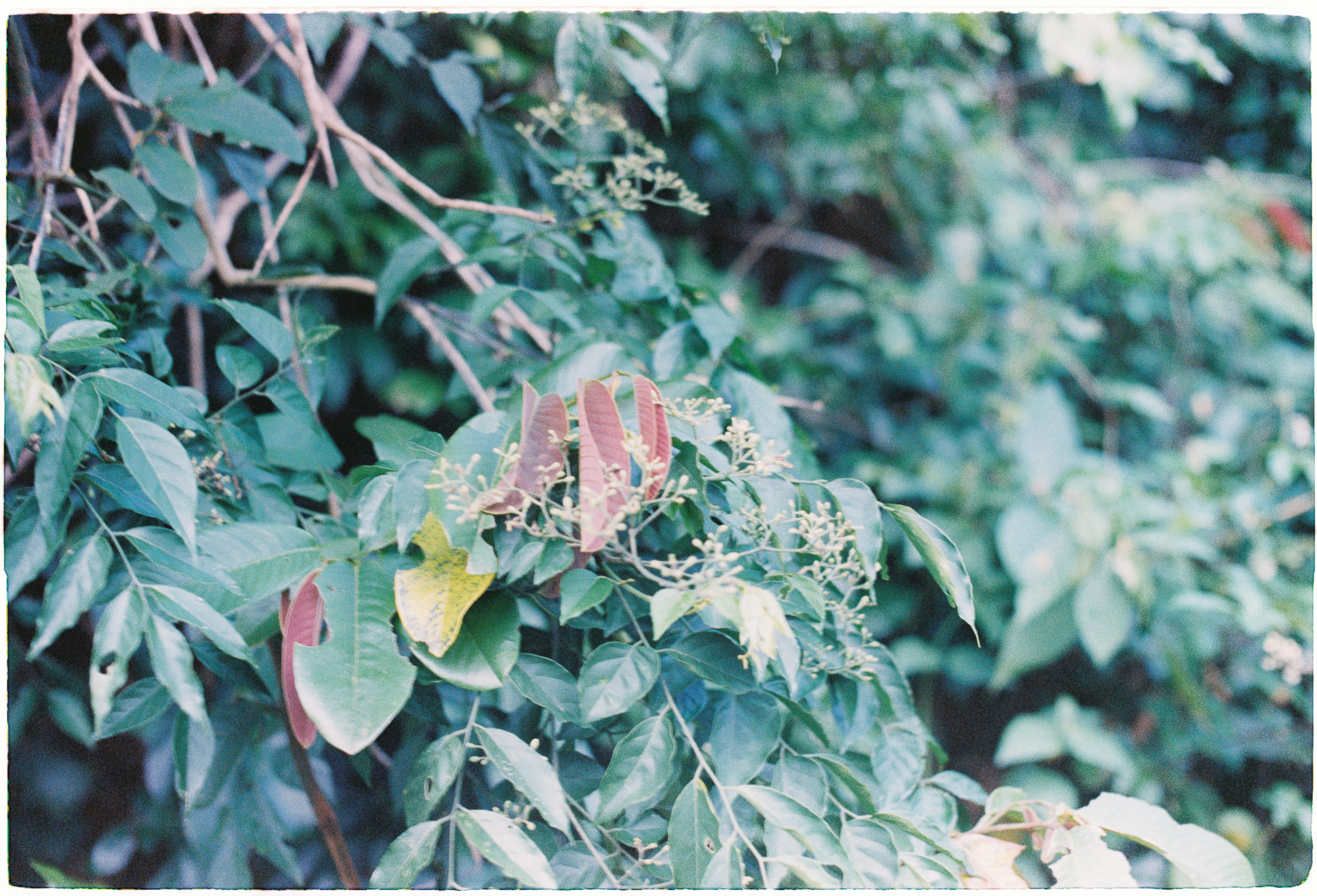 Diễn từ Nobel Văn học 1994 – Nhật Bản, sự mơ hồ, và tôi, Kenzaburo Oe