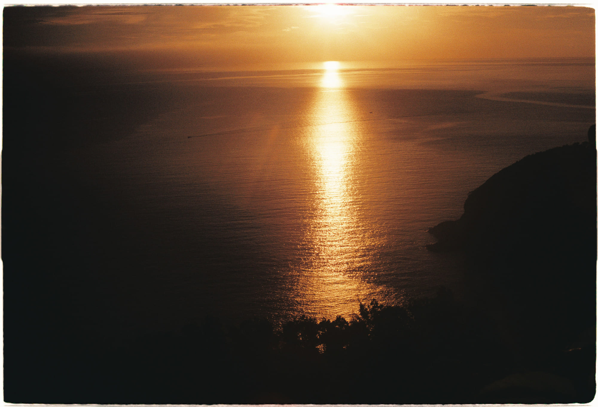 Tại sao tất cả các sinh vật sống có thể có ý thức?