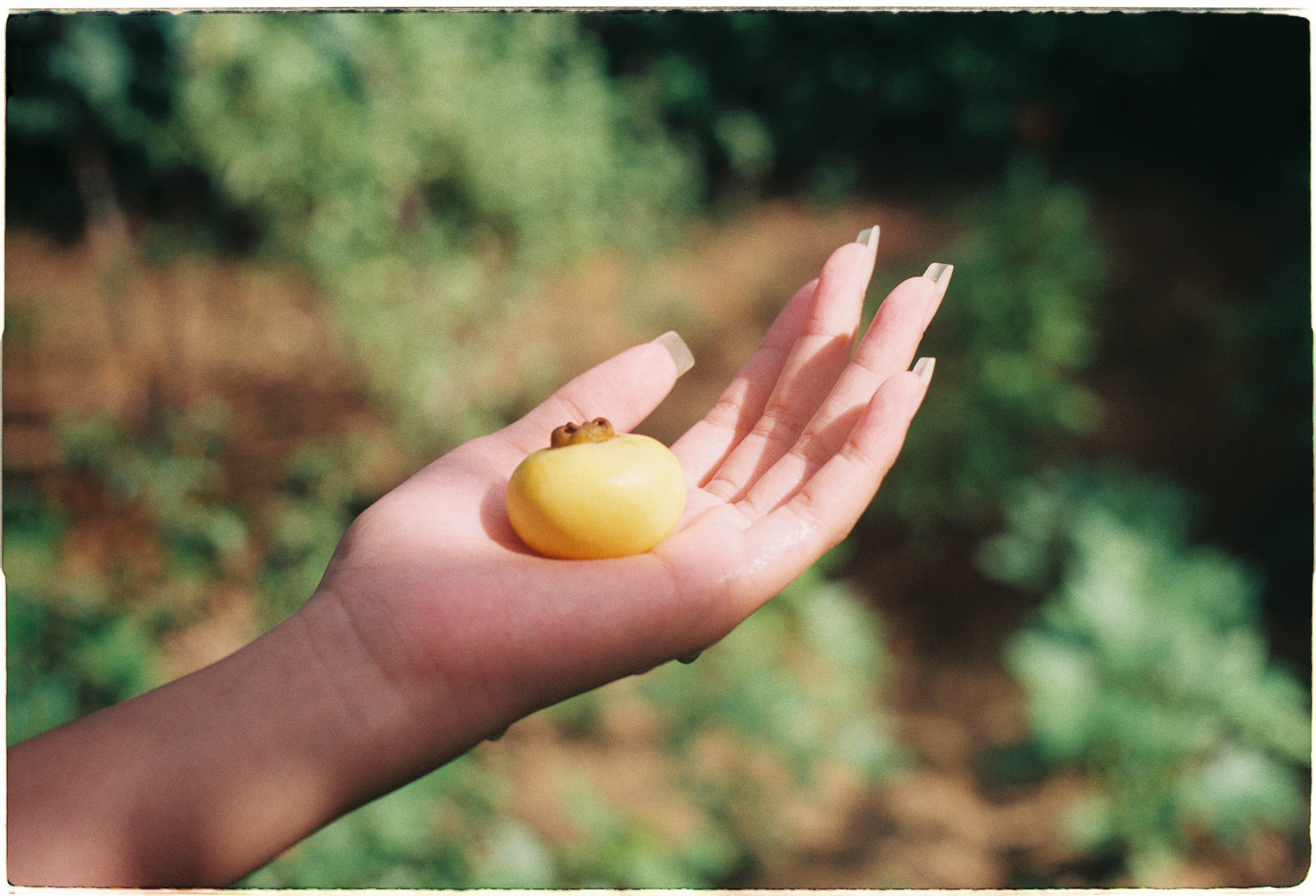 Tại sao bạn không đủ nhanh để đập chết con ruồi? 515 – khoa hoc, tien hoa, dong vat, ruoi, dap chet con ruoi.