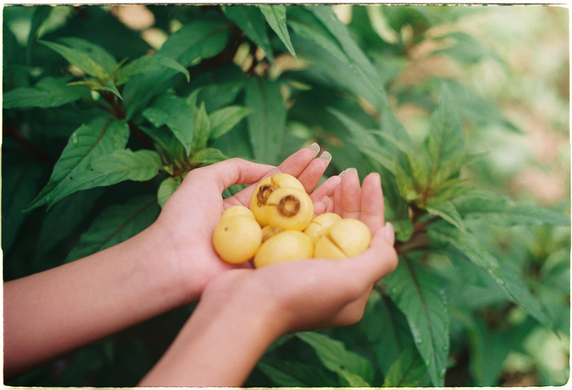 Penny Universities, ngôi trường không giáo viên