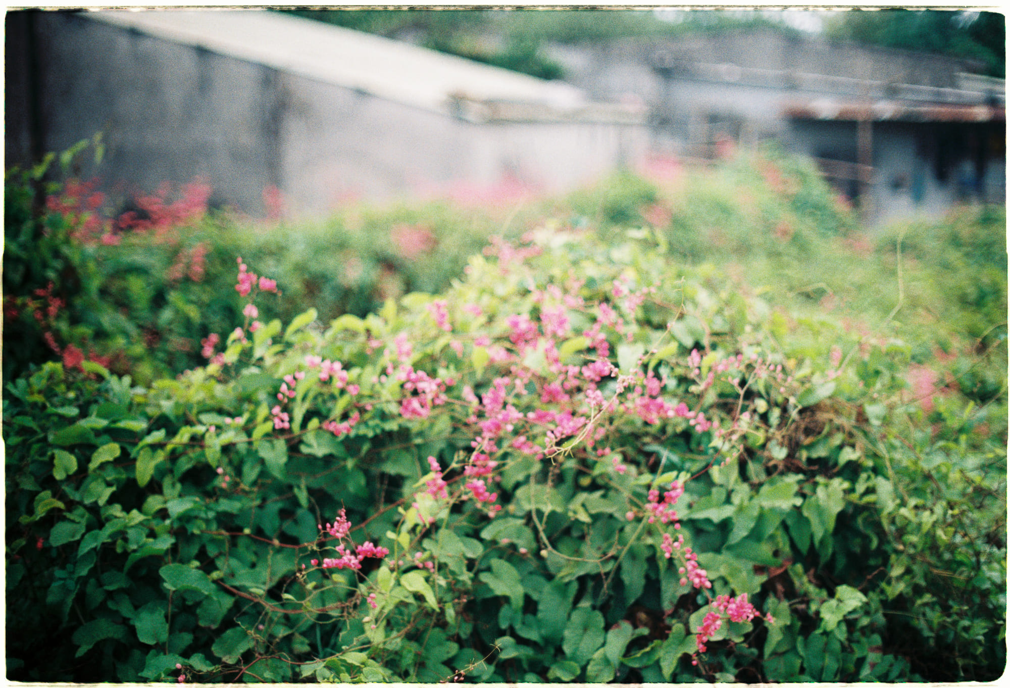 Con người là lực lượng tiến hóa mạnh mẽ nhất 753 – con nguoi, nhan hoc, tien hoa, sinh hoc, anthropogenic, khoa hoc, con nguoi tien hoa.