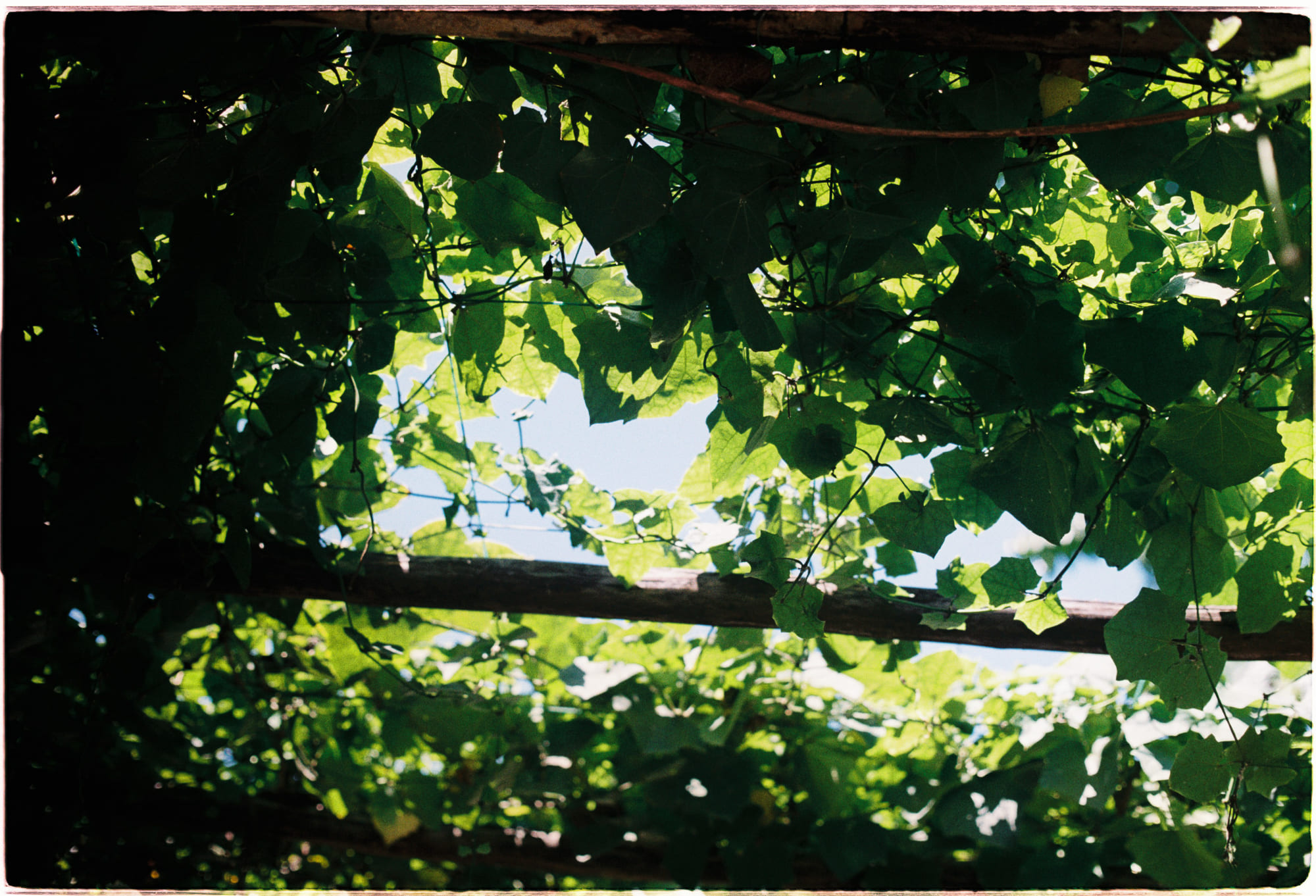 Nghịch lý Solomon giúp đưa ra lời khuyên tốt