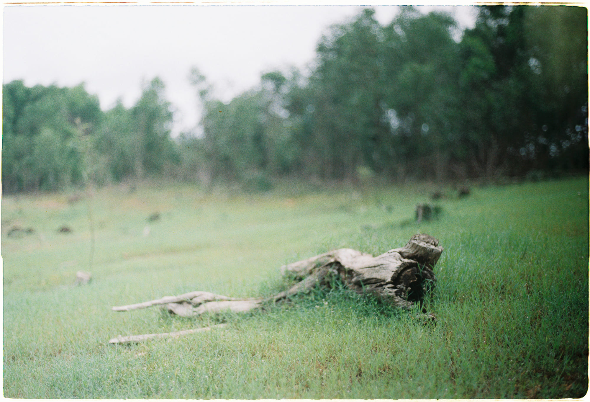 Lịch sử lãng quên của phong trào thương mại tự do