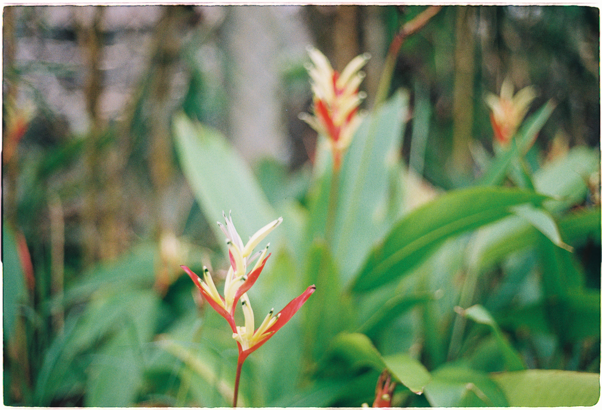 Đi dạo một mình là hành động triết học sâu sắc 011 – xa hoi hoc, tam ly hoc, tu duy, chanh niem, di bo, chanh niem di dao.