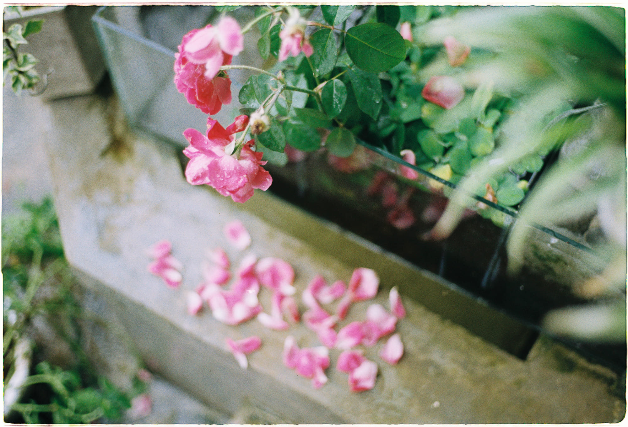 Ký ức thiêng liêng về Thánh điện Jerusalem và vết thương lịch sử của người Do Thái