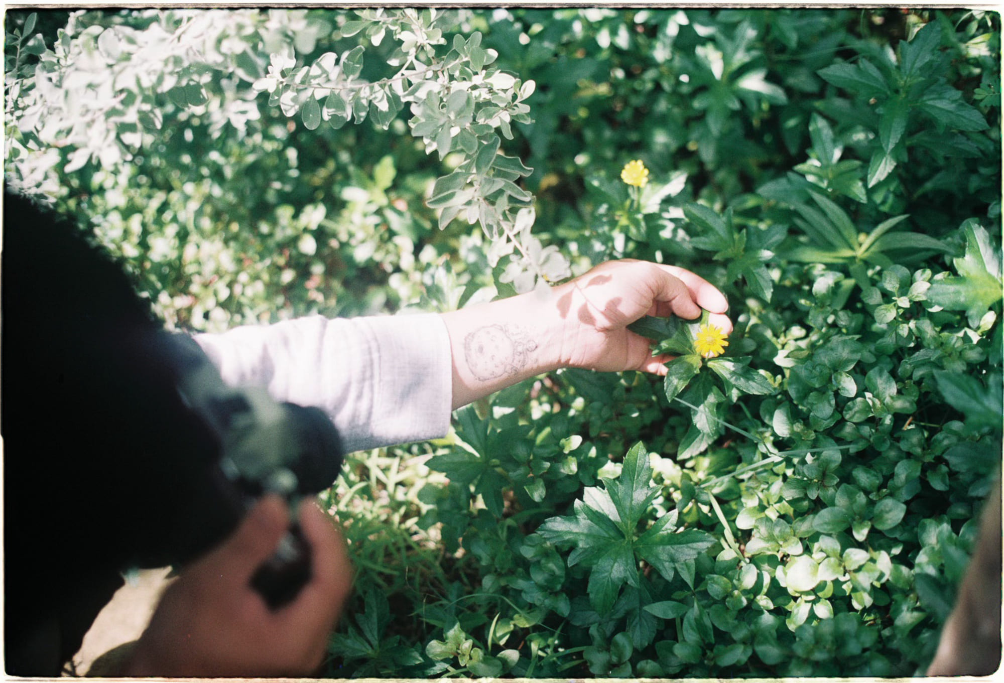 Cây trồng trong nhà không làm sạch không khí