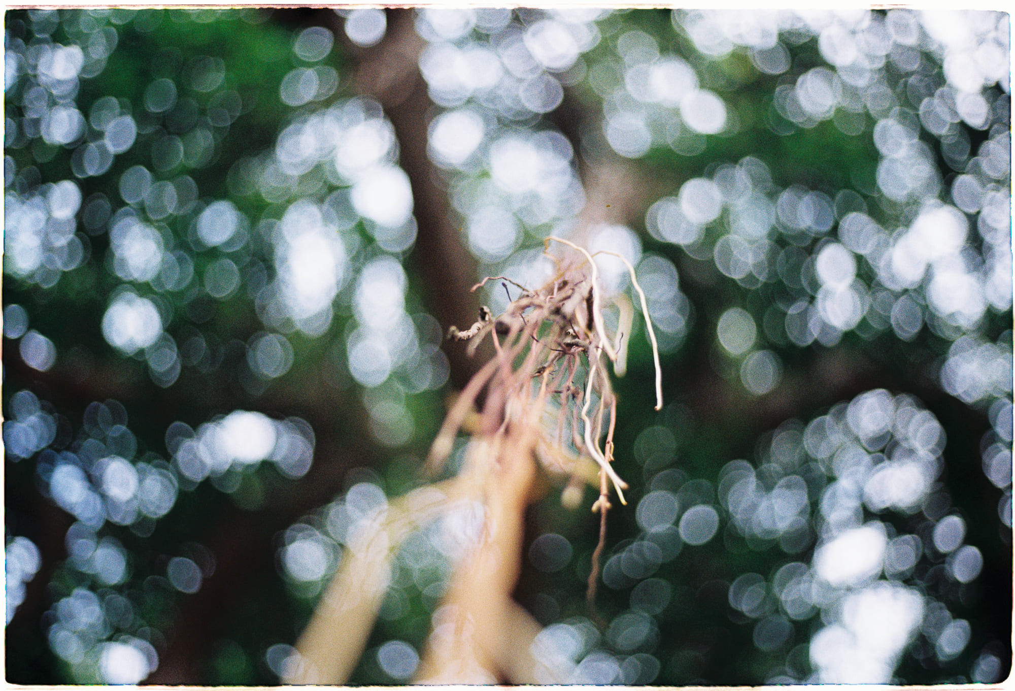 Những gì ảo giác đôi khi có thể giống như thế nào?