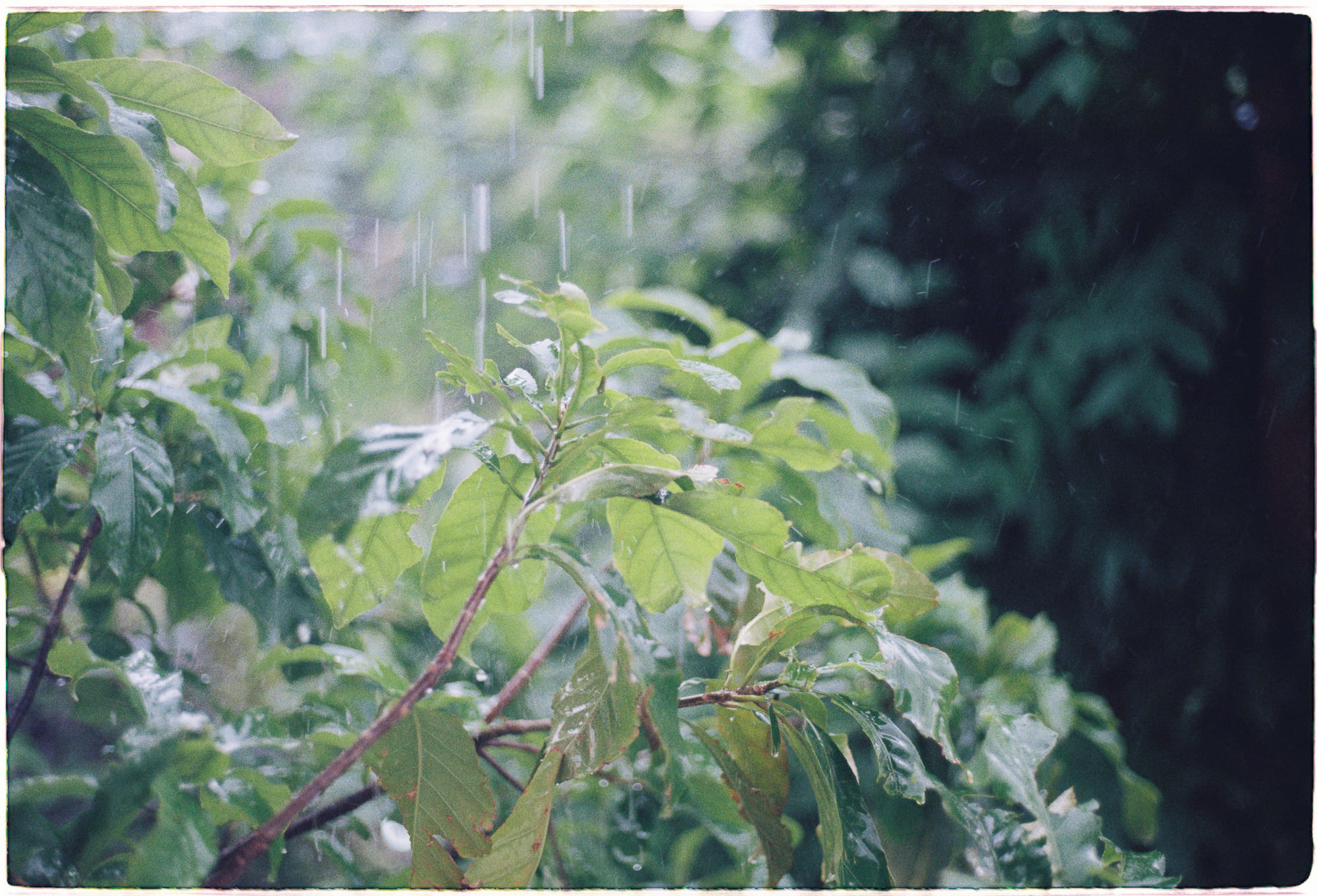 Động vật hay con người gây nhiều vụ giết người