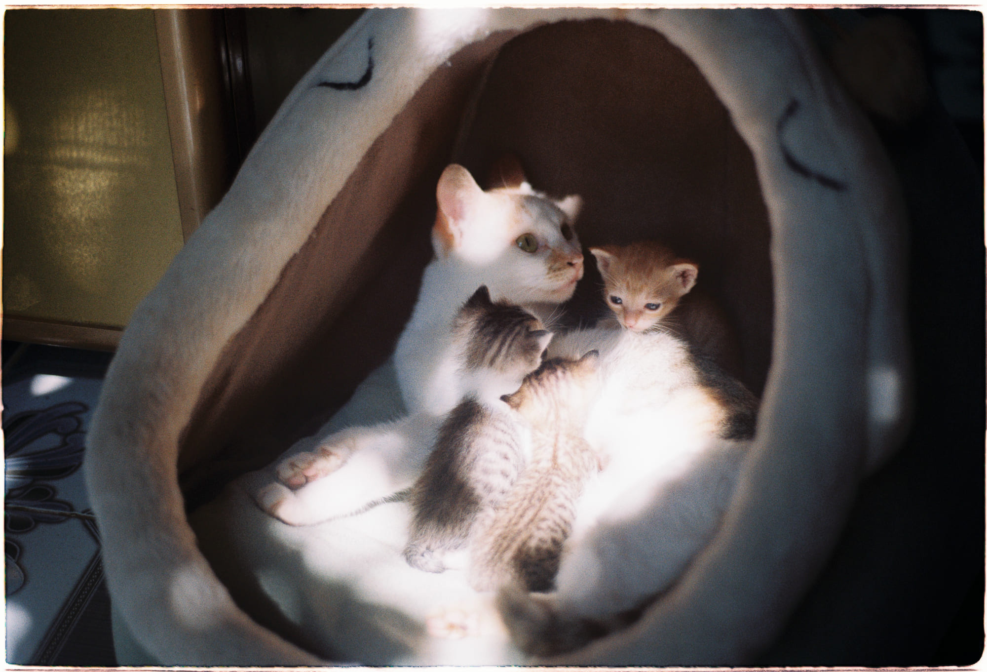 Cách tiên đoán tự ứng đã định hình lịch sử thế giới