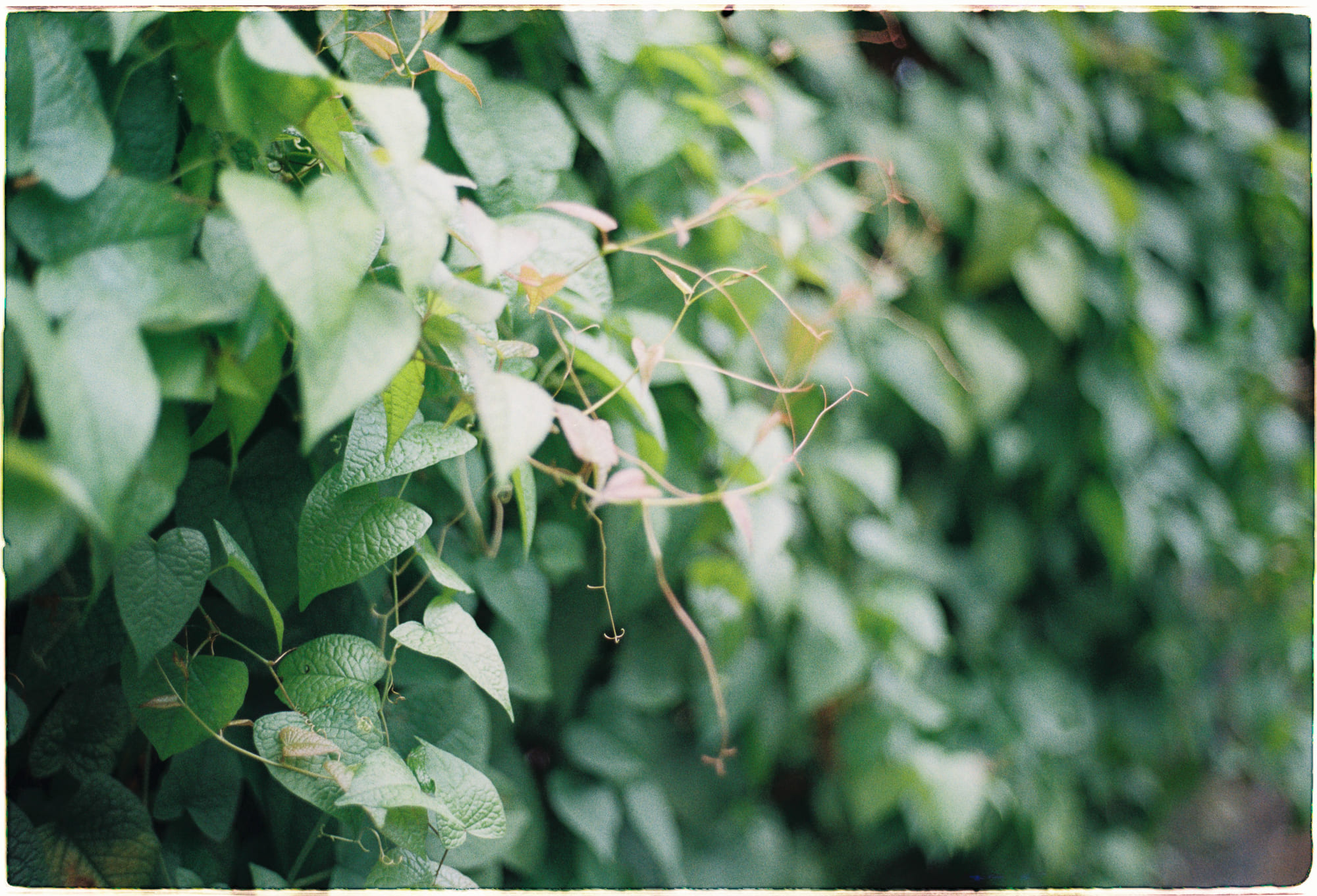 Sự xung đột của những bí ẩn của tâm trí và lượng tử 046 – khoa hoc, vat ly hoc, vat ly ly thuyet, luong tu, tam ly hoc, tam tri, nhan thuc, nao bo, the gioi luong tu, tam tri luong tu.