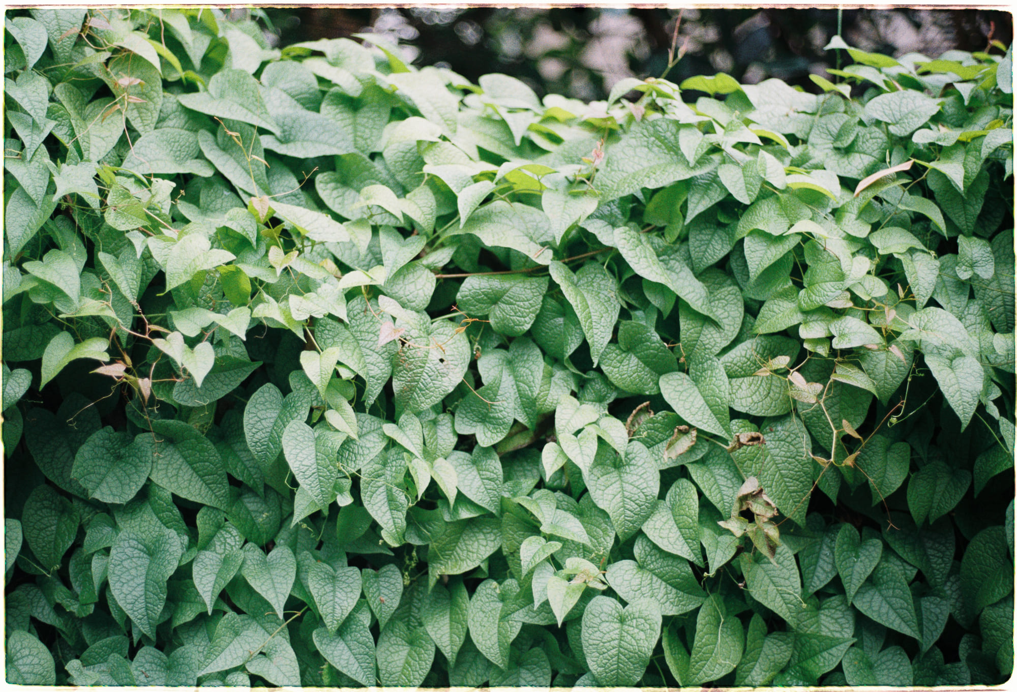 Thành công người nổi tiếng trên mạng là ảo Thành công người nổi tiếng trên mạng là ảo 093 – phat trien ban than, khoa hoc, ky nang, ky nang chuyen mon, thanh cong ao, thanh cong, nguoi noi tieng tren mang, kol, influencers, tam ly hoc, nhan thuc ban than, cai thien ban than, ban thanh cong ao.