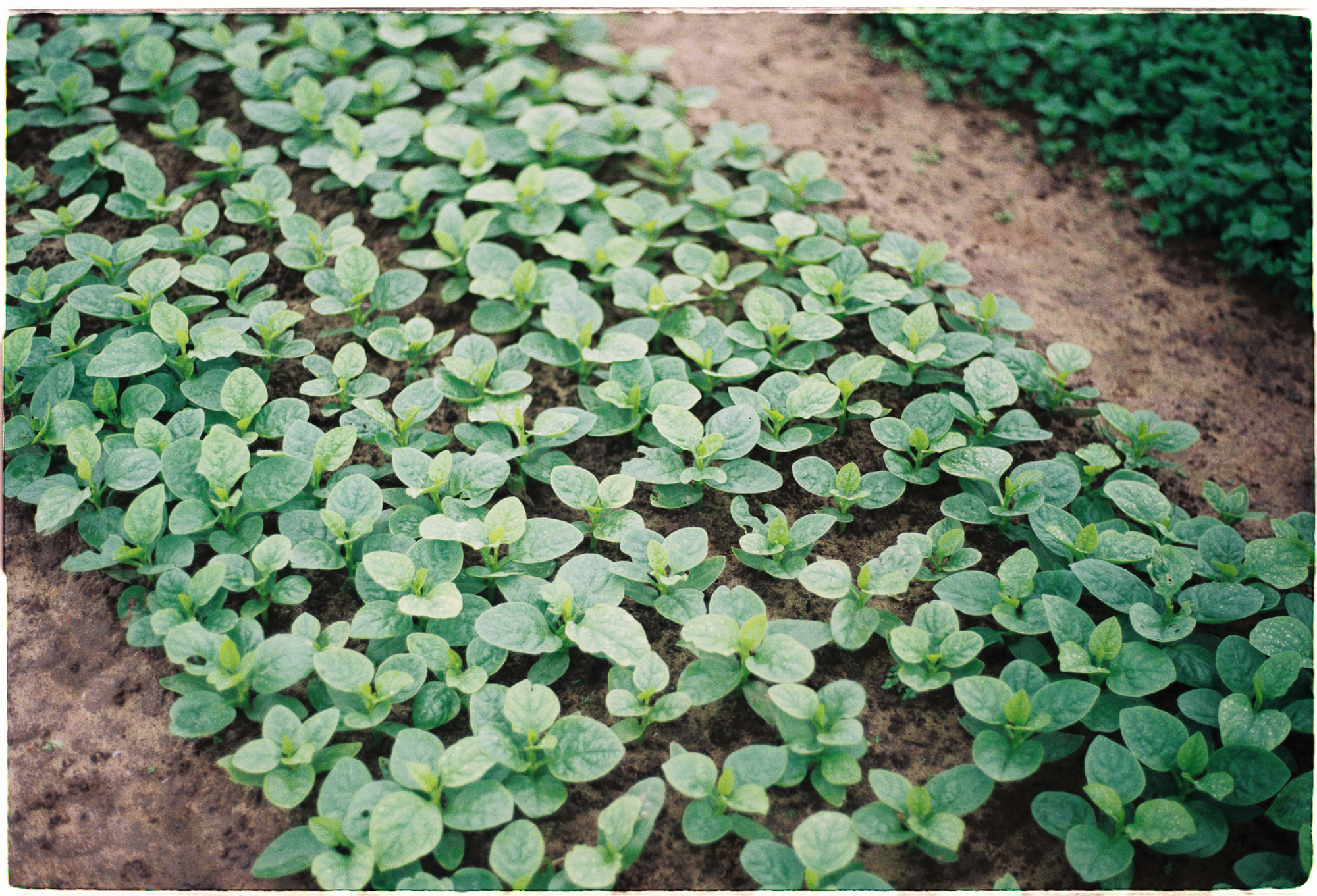 Vì sao chữ X lại đầy hấp dẫn và bí ẩn? 645 – khoa hoc, lich su, bi an, x, thu vi, toan hoc, an so co dai, an so, chu x bi an.