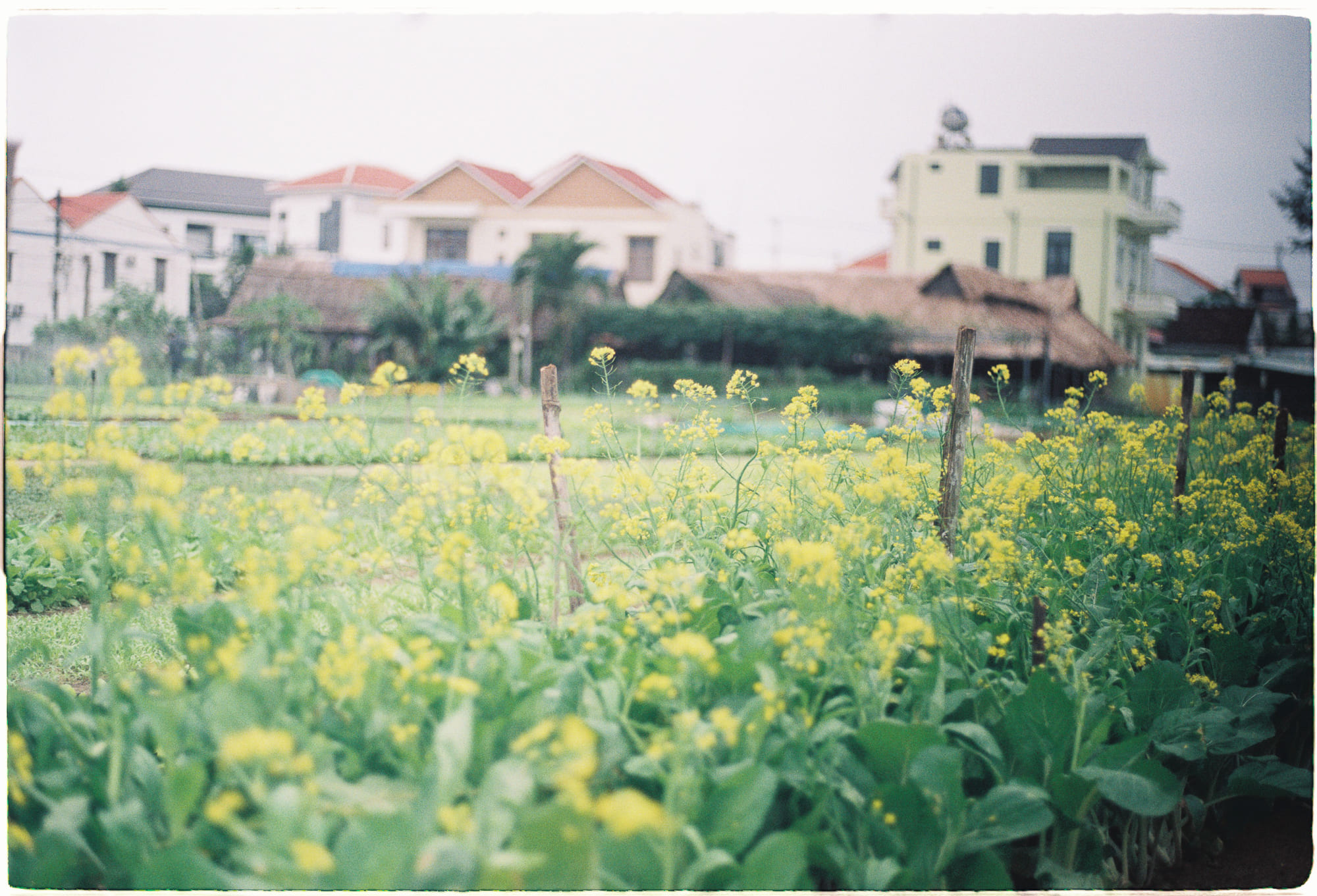 Nhớ về người bạn Jean Louis Cohen của tôi 511 – nghien cuu, van hoa, nhan hoc, van hoa my, tham hoa hung vi, tham hoa, david e. nye, khung hoang, cuoc doi di san.