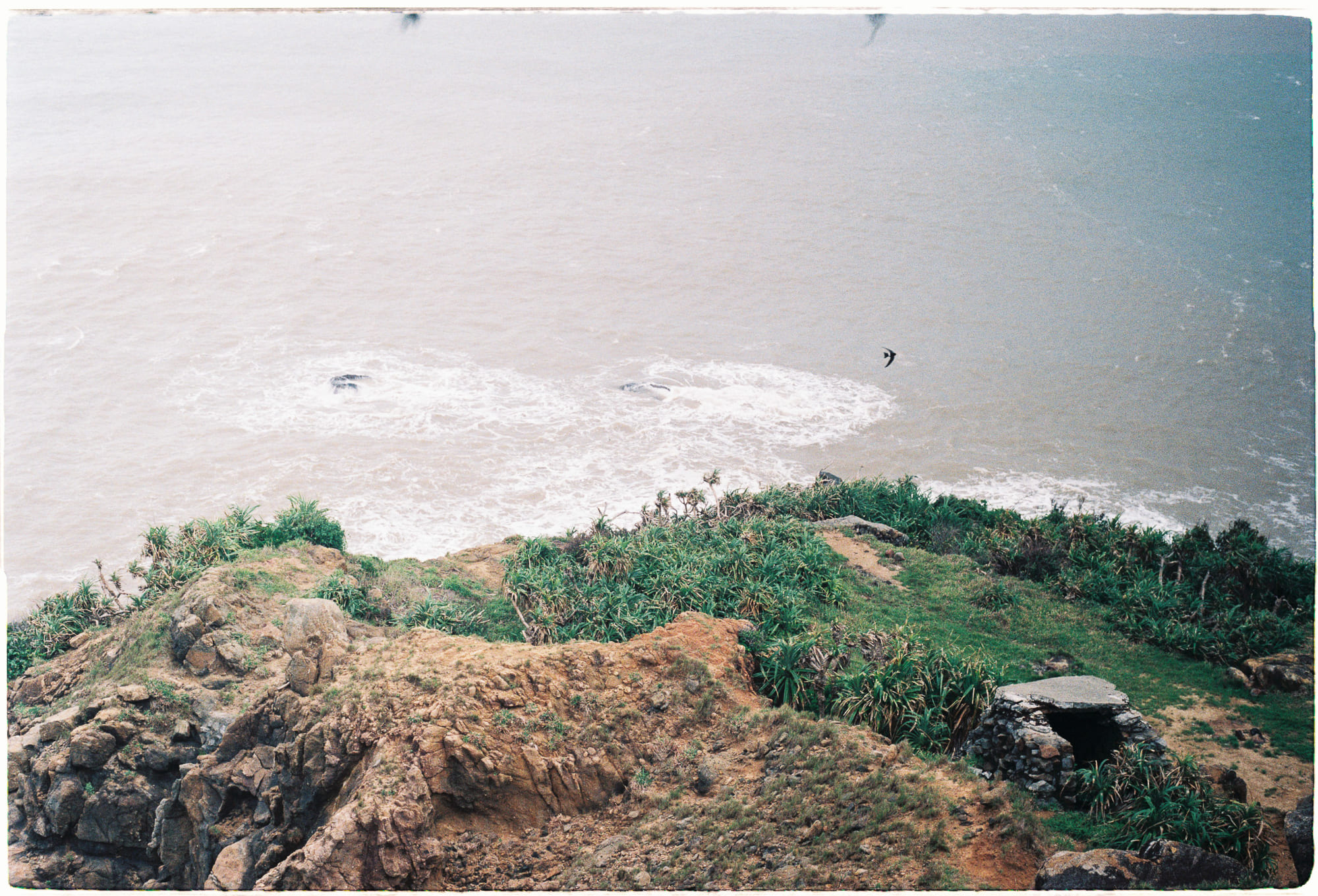 Cây ăn thịt đã trở thành kẻ săn mồi như thế nào?