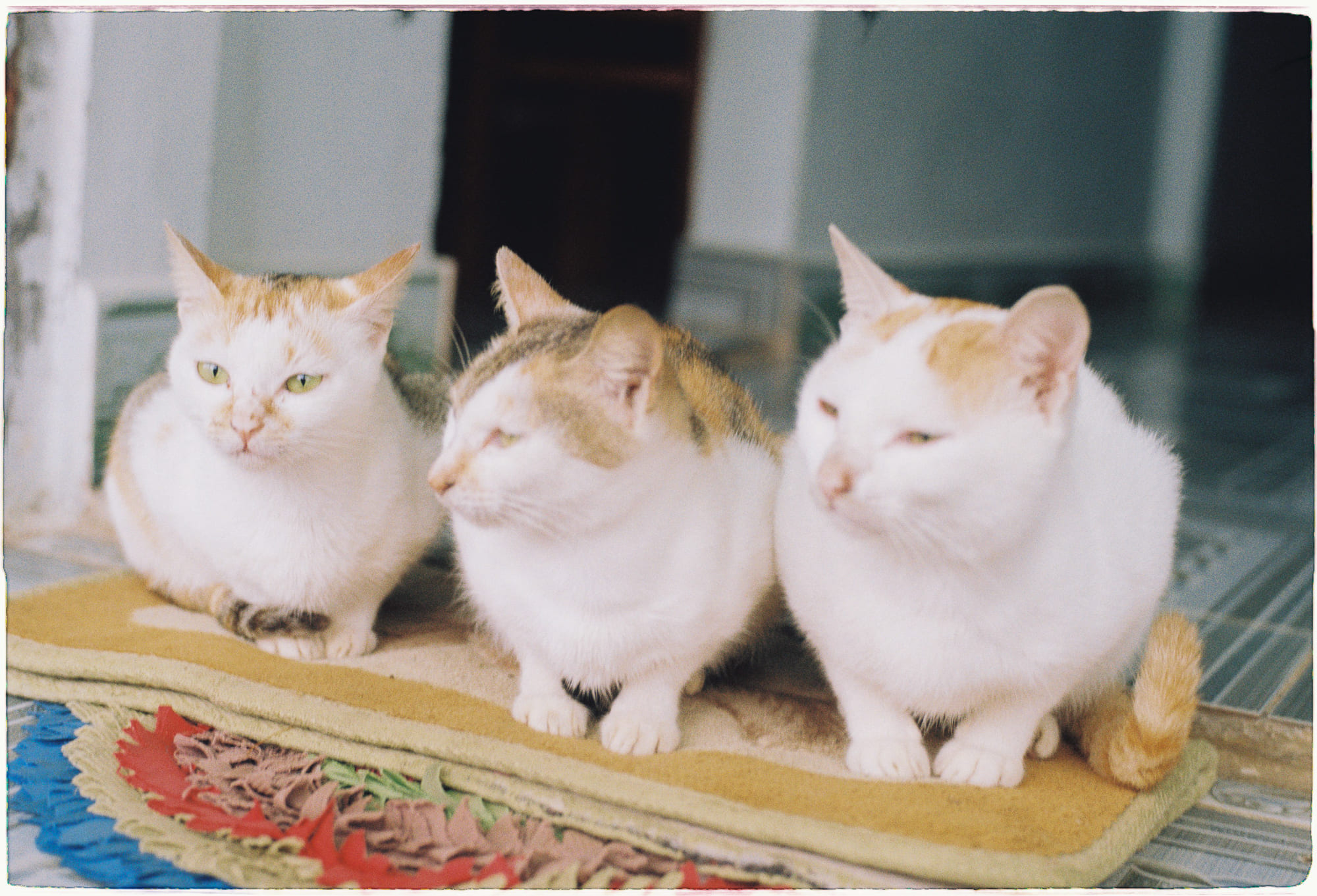 Hòa nhịp với mặt trời – Đồng hồ sinh học của cơ thể