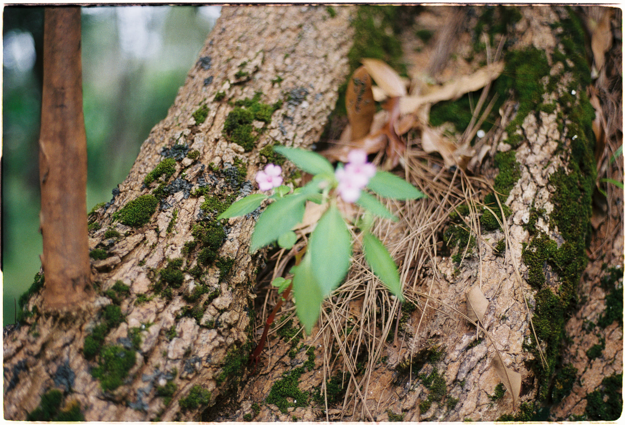 Lợi ích bất ngờ khi đứng ở vị trí thứ hai