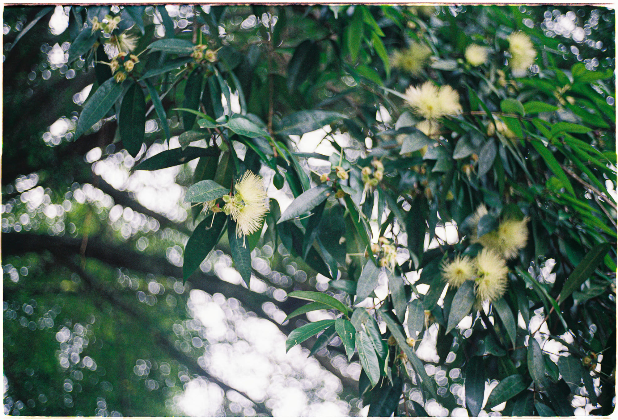 Lịch sử bí mật của trà, gián điệp và chiến tranh