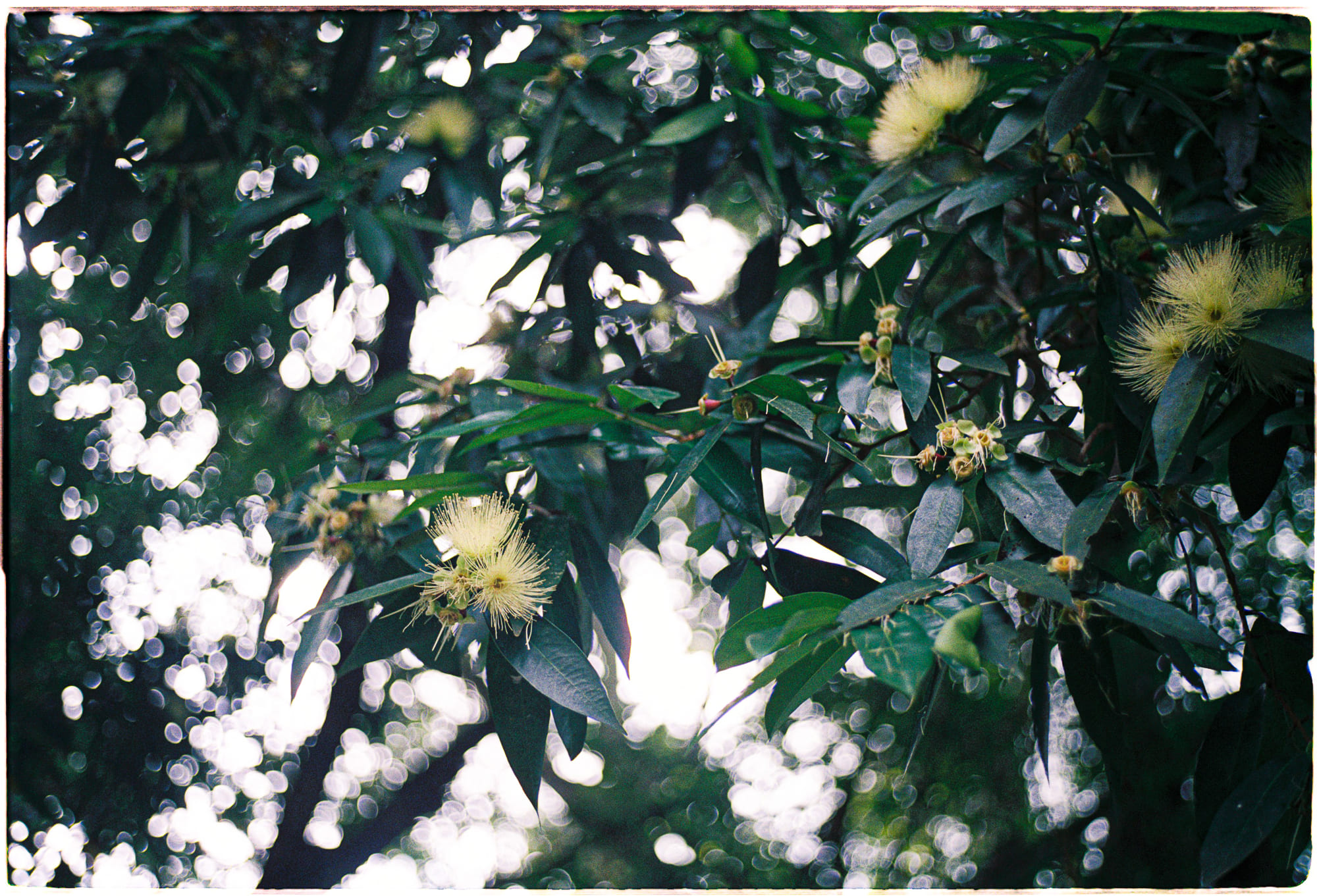 5 kiệt tác văn chương nhân vật không phải người 5 kiệt tác văn chương nhân vật không phải người 998 – tam ly hoc, gioi thieu sach, kiet tac van chuong, all tomorrows, west of eden, of reynaert the fox, animal farm, kholstomer, lev nikolayevich tolstoy, george orwell, c m kösemen, harry harrison, kiet tac dong vat.