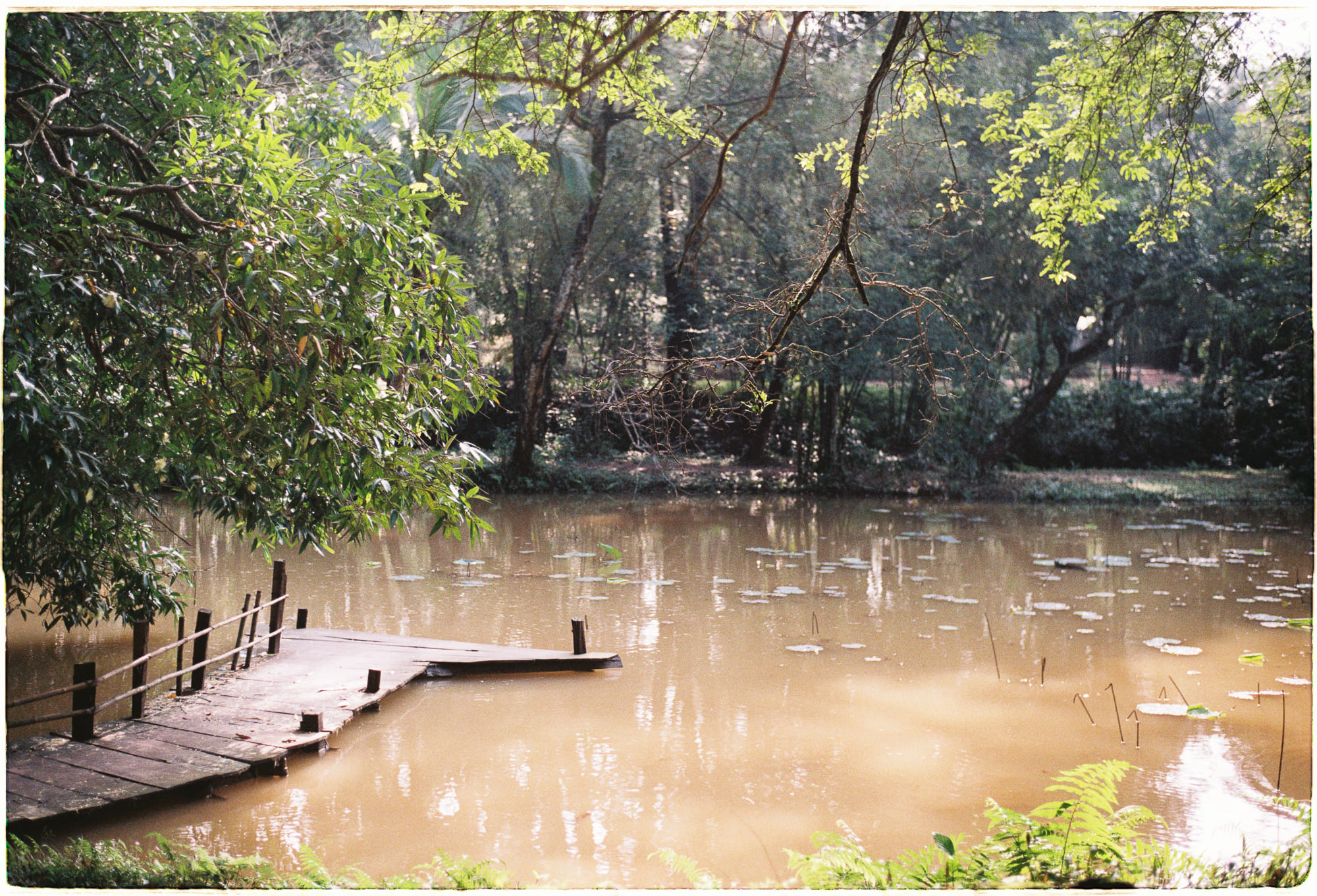 Cây cối phát âm thanh thể hiện sự căng thẳng