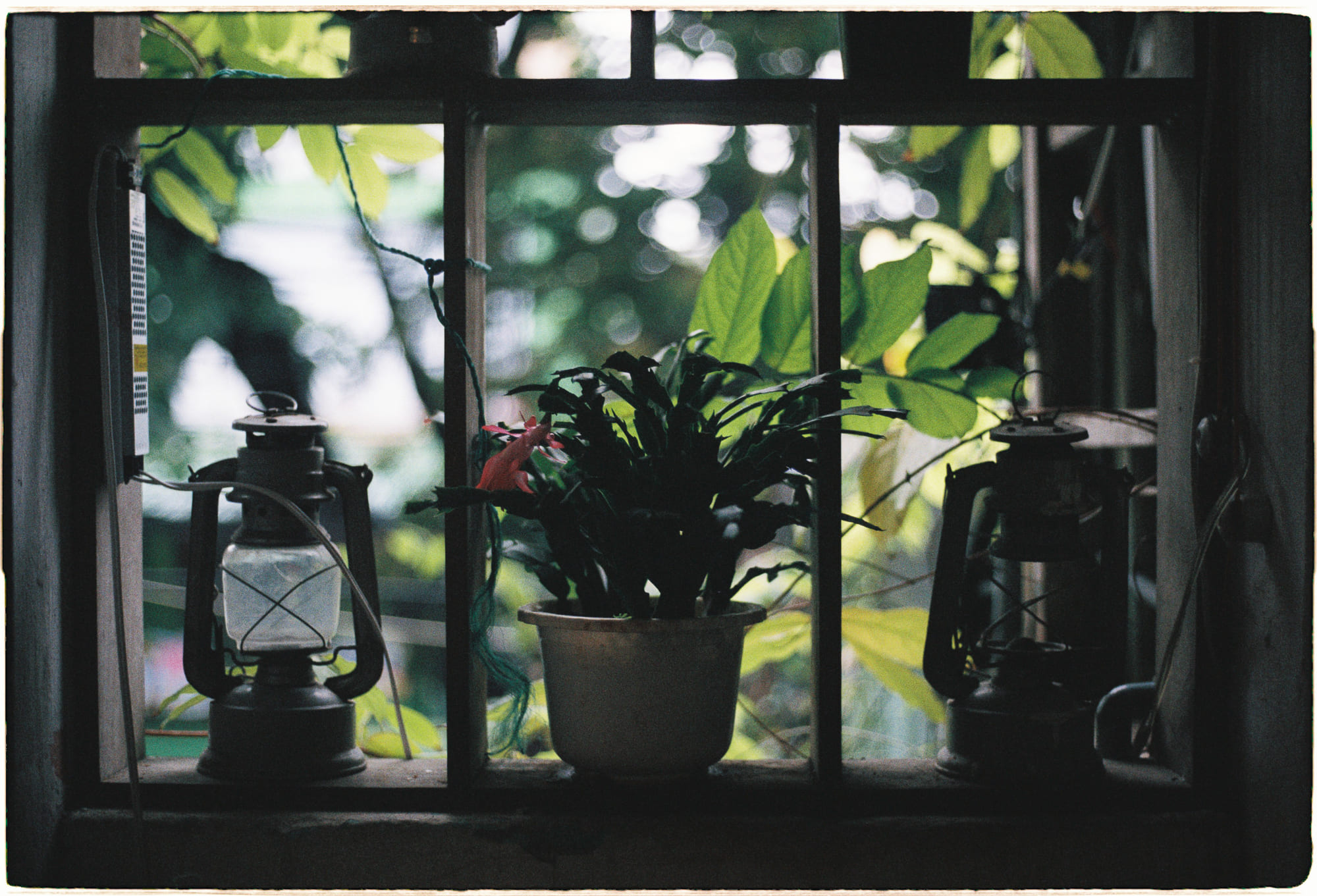 Ngũ căn (Pañcendriya – 五根) và Ngũ lực (Pañca Bala – 五力) là gì?