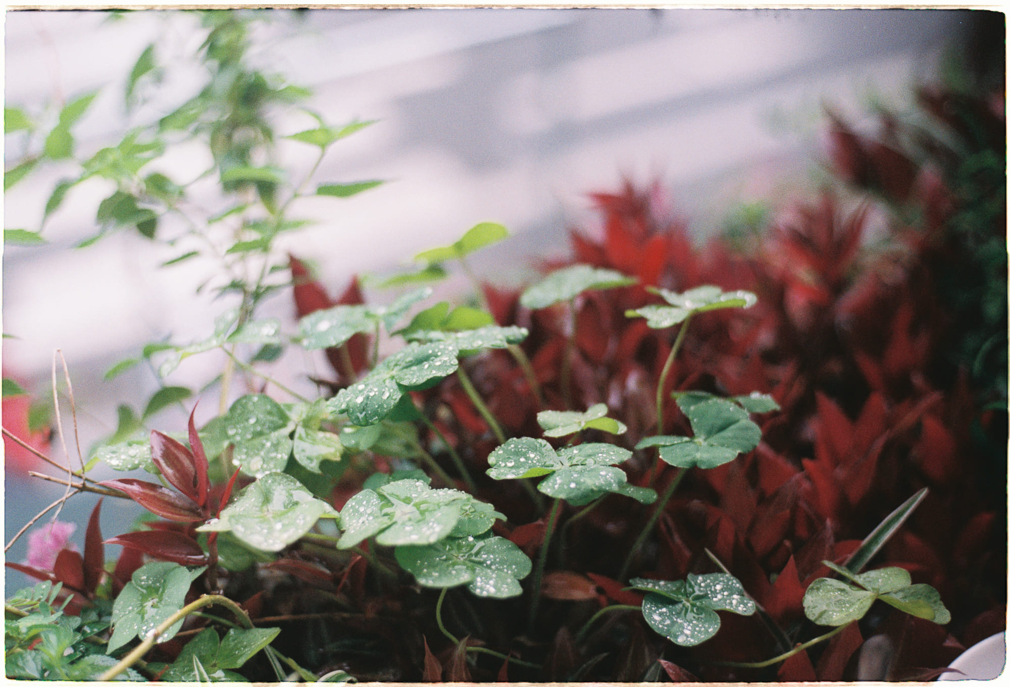 Thập thiện (Daśa kuśala karmapatha – 十善業道) là gì?