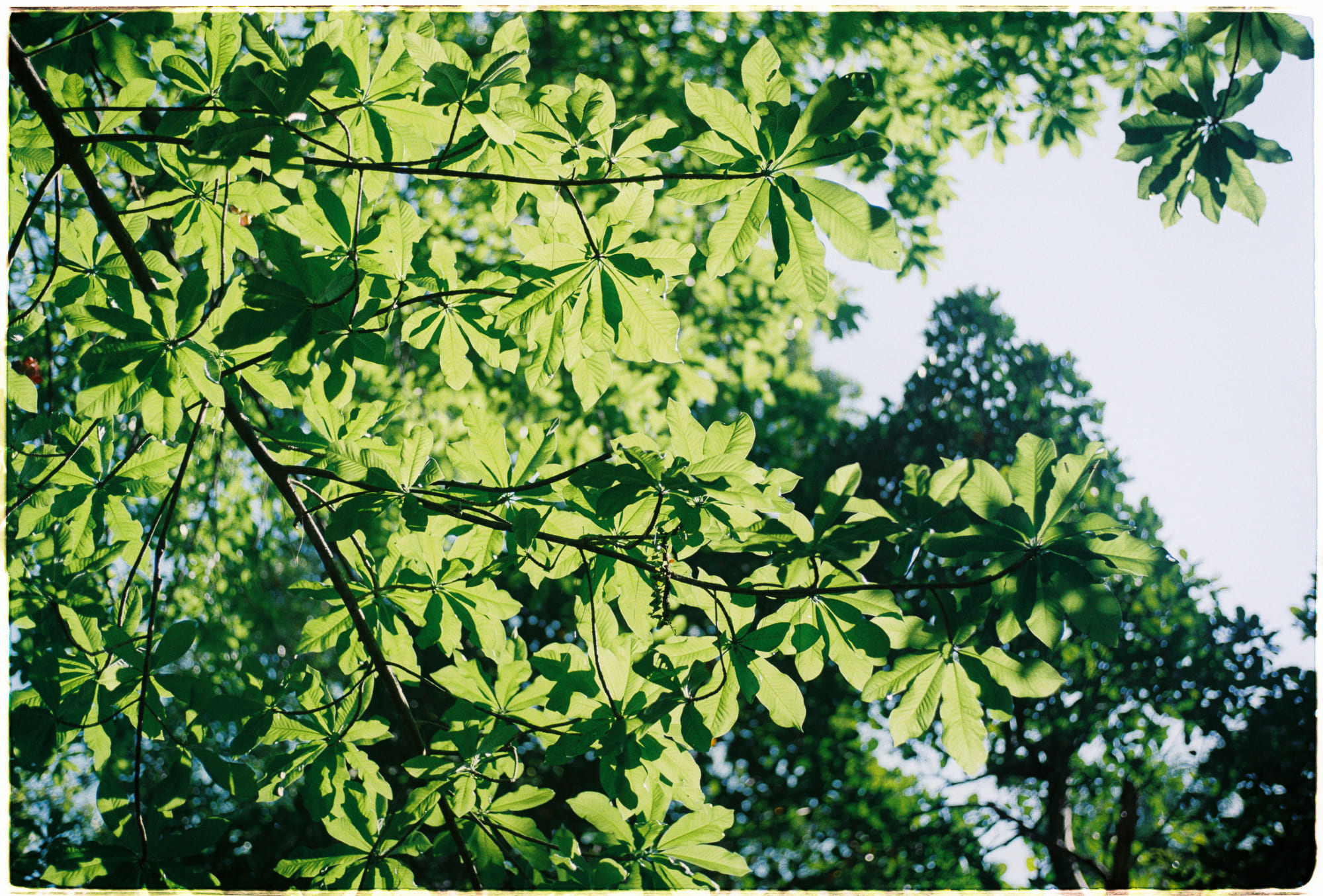 Điều gì làm cho một ký ức trở nên chân thực? 864 – tam ly hoc, ton giao, phat giao, triet hoc, ky uc, ky uc chan thuc.