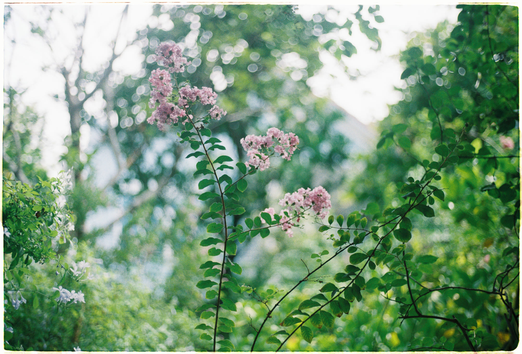 4 câu hỏi thử thách quan điểm kỹ thuật di truyền 578 – khoa hoc, di truyen hoc, thach thuc di truyen.