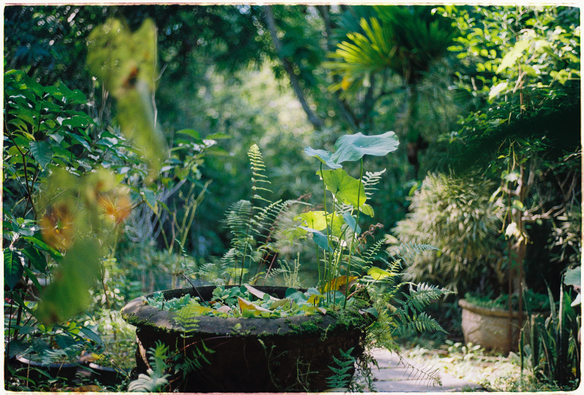 Uống bao nhiêu tách cà phê mỗi ngày là an toàn? 390 – khoa hoc, suc khoe, sinh hoc, ung thu, alex trebek, ung thu tuy, ung thu gian doan cuoi, giai doan cuoi, loi chuc tot lanh, ham luong cafe.