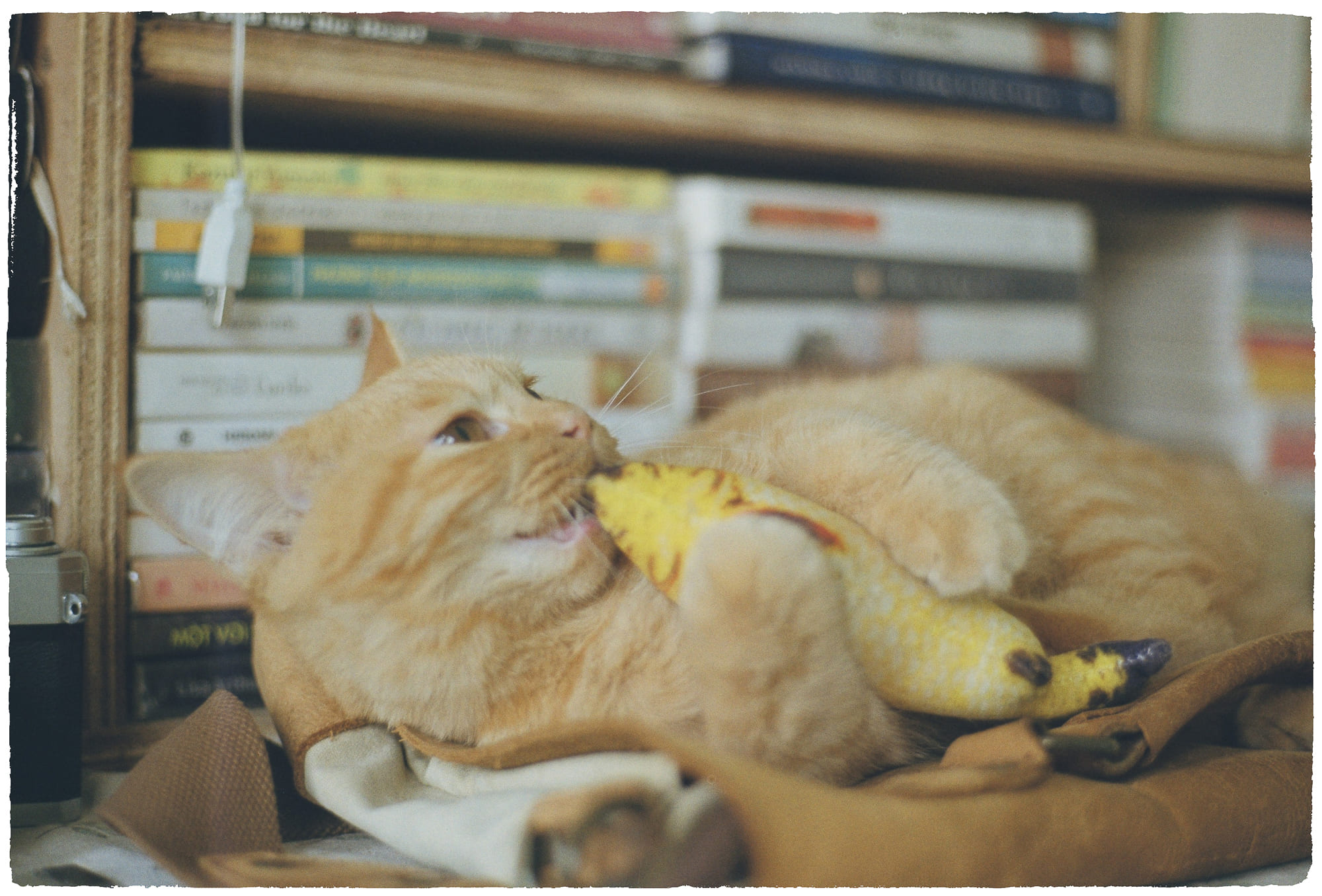 Chim sử dụng rối lượng tử để điều hướng 938 – khoa hoc, dong vat, ky sinh hoc, xac song thien nhien, than kinh ky sinh hoc, dan chim roi luong tu.