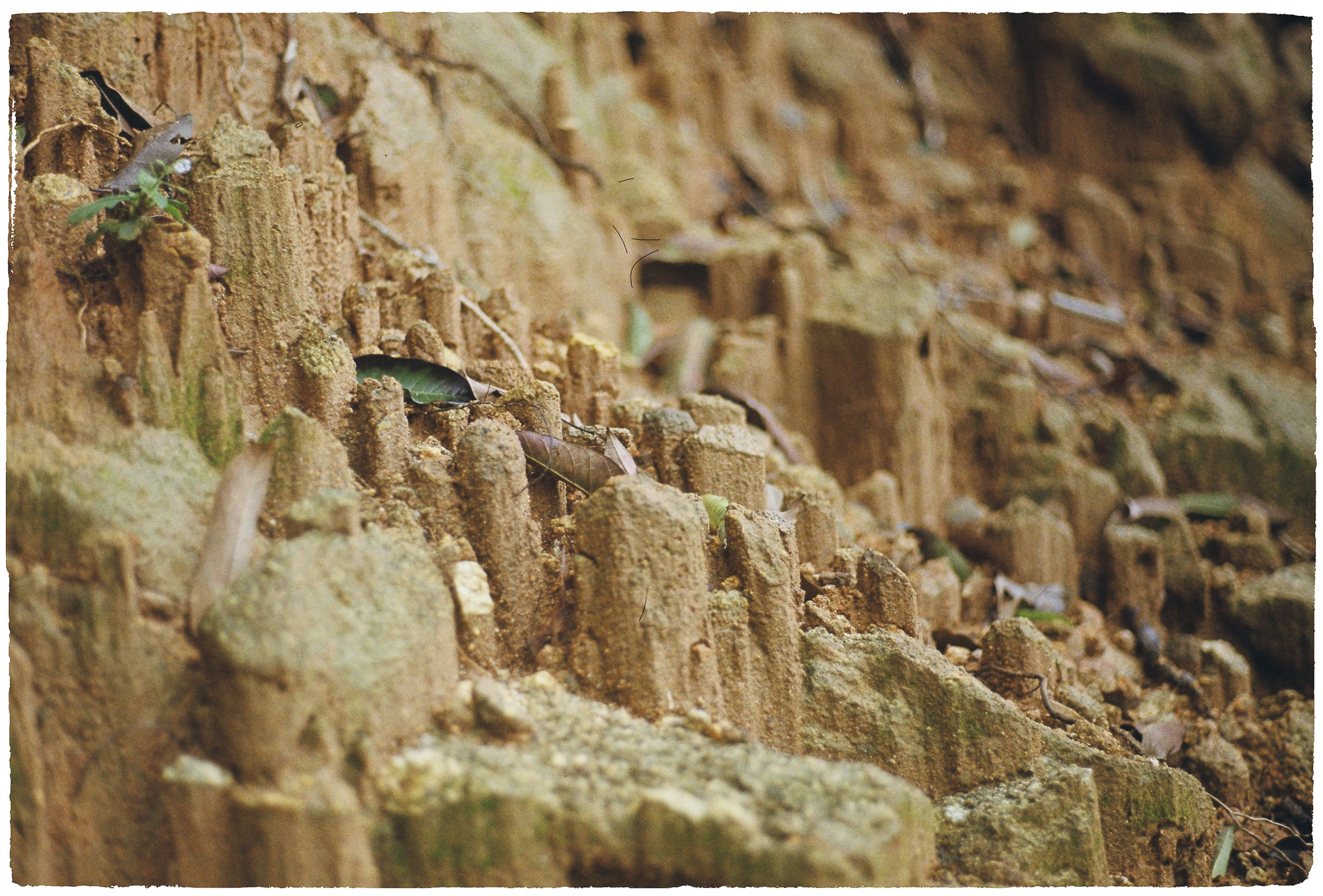 Cách tiến hóa chuyển đổi từ đơn bào sang đa bào 185 – khoa hoc, dong vat, tien hoa, don bao, da bao, tien hoa don bao, tien hoa da bao.