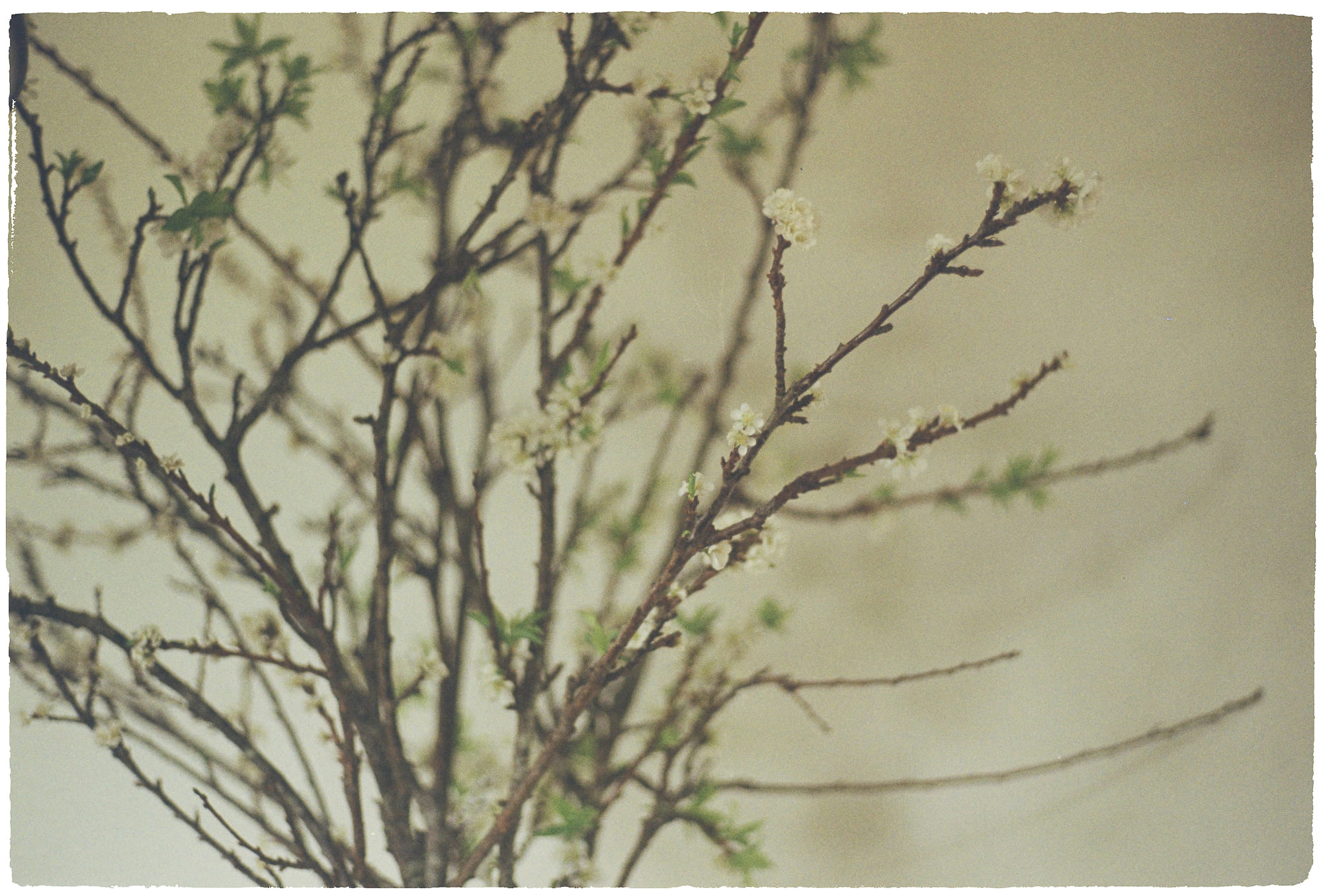 Lịch sử bất ổn của các trại hè Mỹ 571 – lich su, van hoa my, van hoa, trai he my, nghien cuu, lich su trai he my.