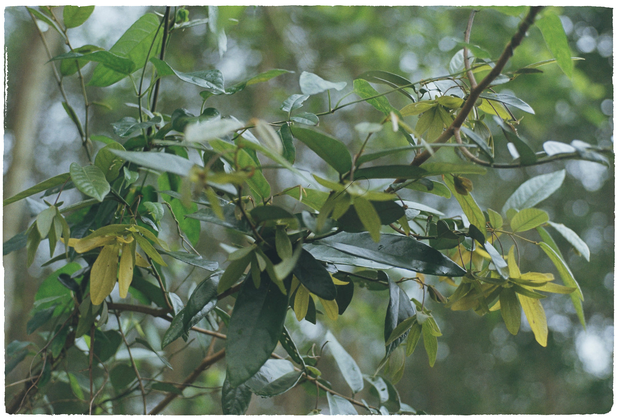 Hẹn hò dựa trên hình mẫu lý tưởng có thật không 145 – tam ly hoc, tam than hoc, tu duy nhan thuc, hen ho, hinh mau ly tuong.