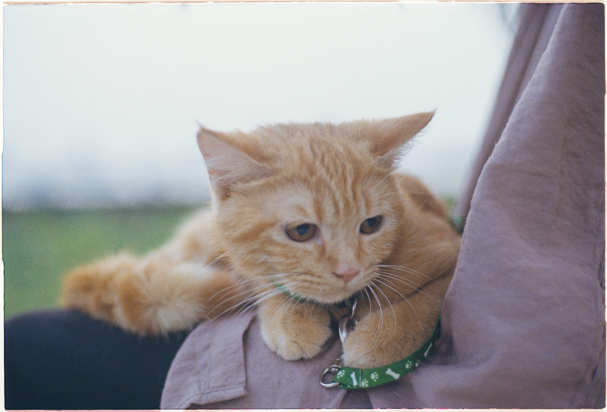 Danh sách theo thẻ bài dong-vat, trang 5