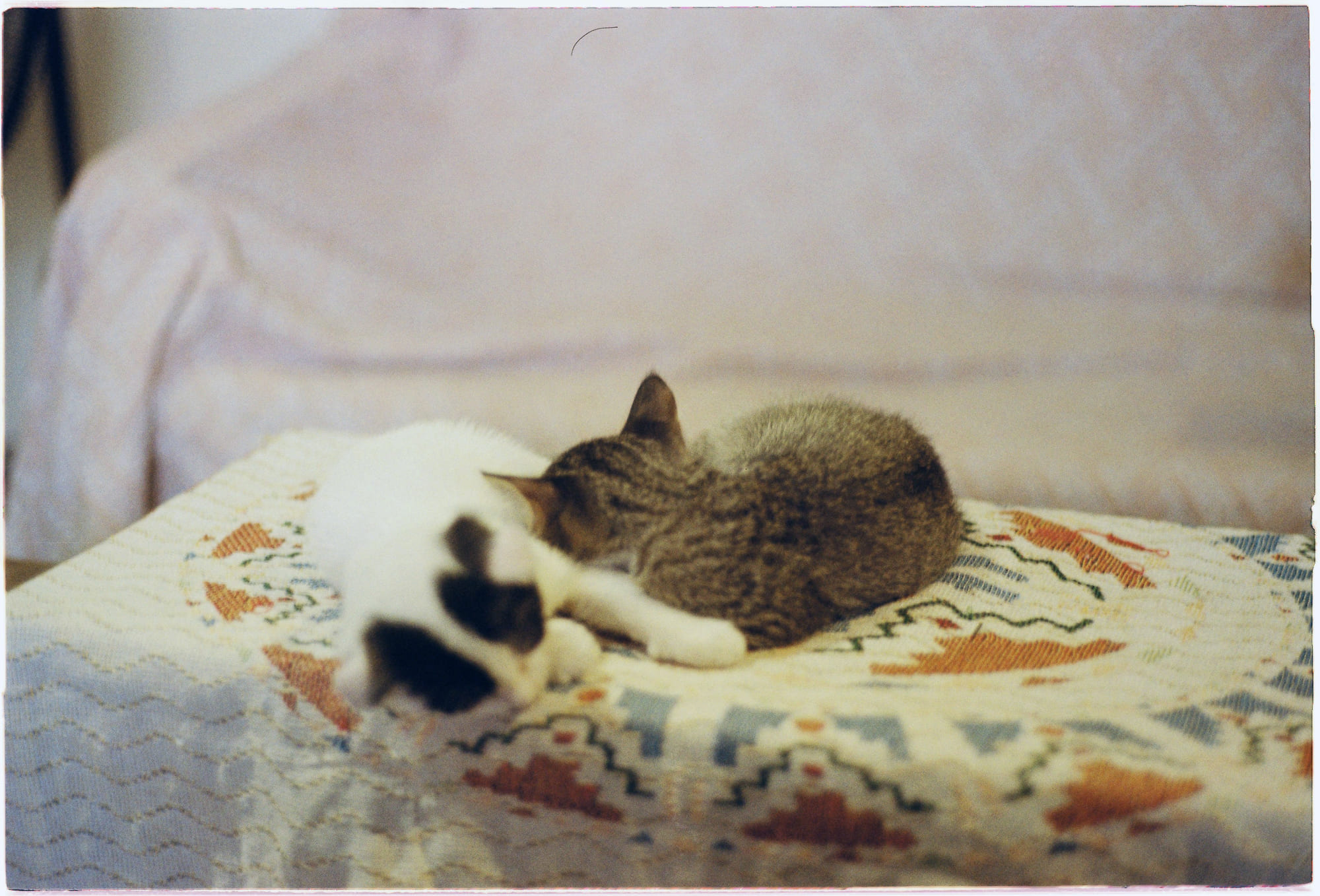 Câu chuyện đằng sau Assassins Creed đời thực 870 – khoa hoc, lich su, am sat, chinh tri, sat thu, assassin creed, am sat doi thuc.