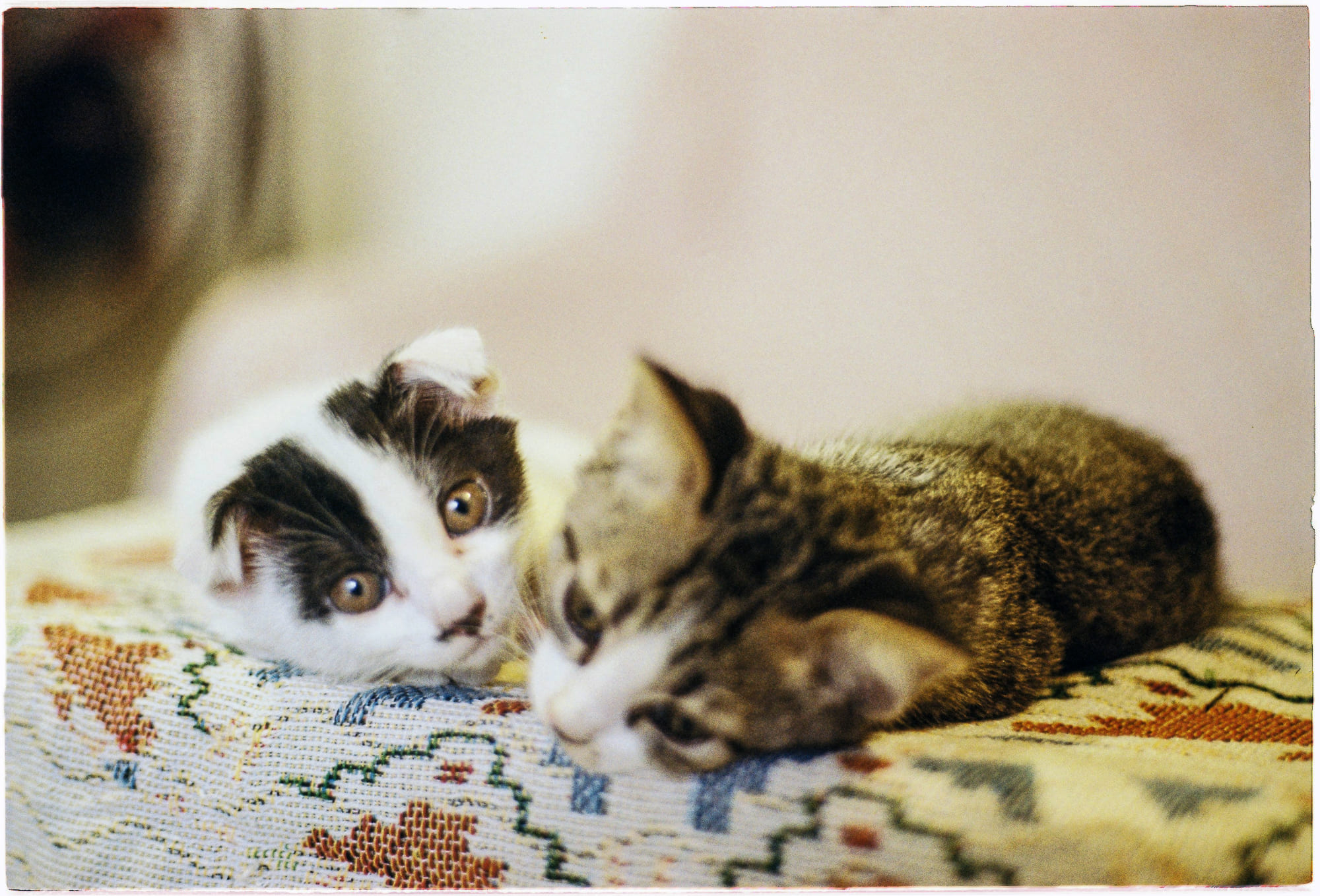 Lập luận của triết gia chống lại cái chết 492 – tam ly hoc, ton giao, phat giao, triet hoc, cai chet, lap luan, triet gia, david ewing duncan, chong lai cai chet.