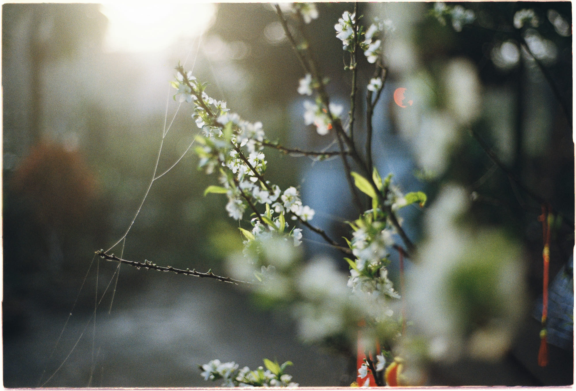 Nguồn gốc thời trung cổ của bản vẽ kiến trúc 815 – xa hoi hoc, lich su, thoi trung co, ban ve kien truc, karl kinsella, ngon ngu cua chua, gods own language, lich su trung dai, ban ve trung co.