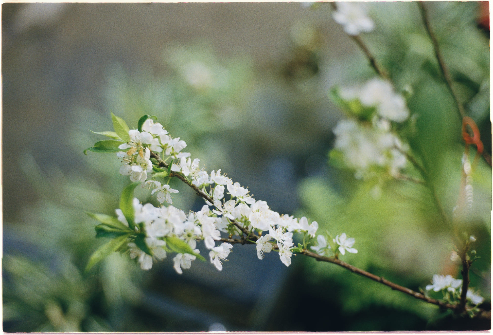 Liệu con người có thể sống đến 150 tuổi? Liệu con người có thể sống đến 150 tuổi? 686 – khoa hoc, suc khoe, cai chet, su song, truong tho, 150 tuoi, gioi han tuoi tac, truong tho 150 tuoi.