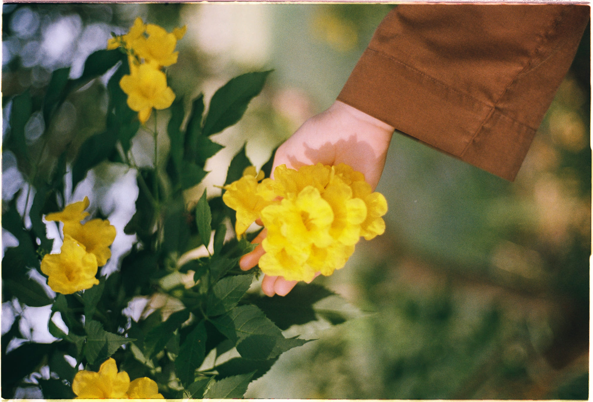 Yugen Phật giáo giúp cảm nhận sự huyền bí 956 – xa hoi hoc, tam ly hoc, tu duy, yūgen, tu duy nhan thuc, alan watts, con duong cua tra.